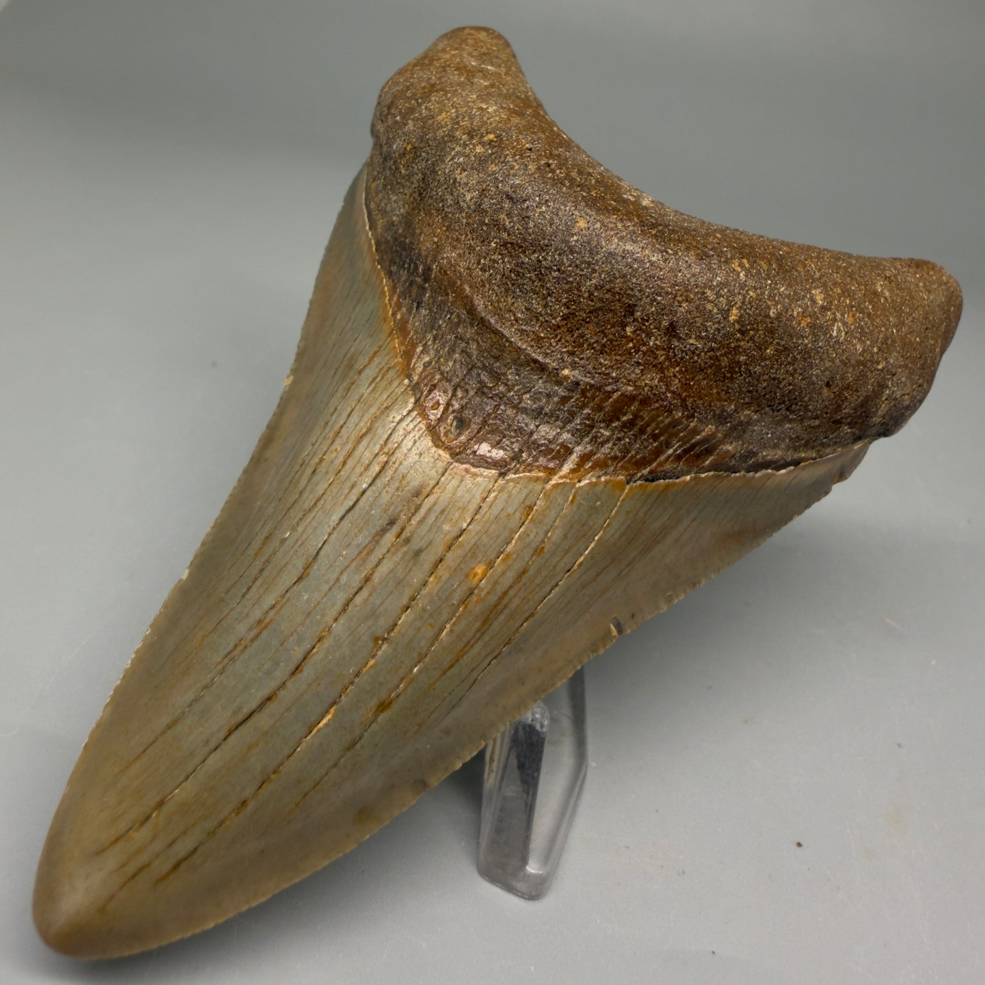 Front Right View Colorful 3.78" Fossil Megalodon Tooth from North Carolina - megalodonteeth.com CM5730