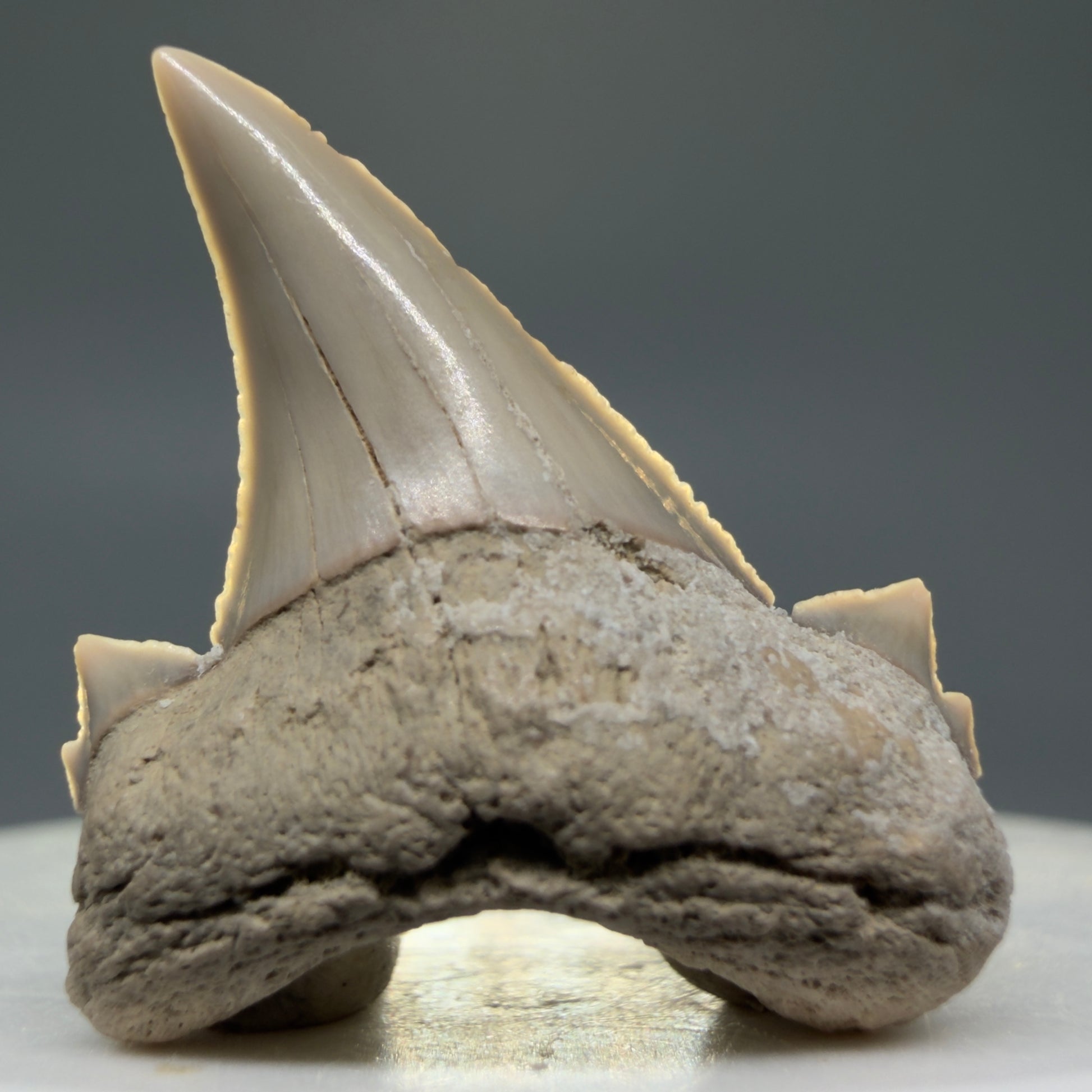 Front View Very Rare 1.17" Otodus aksuaticus - Transitional Shark Tooth Fossil - Central Kazakhstan AU387 - 1