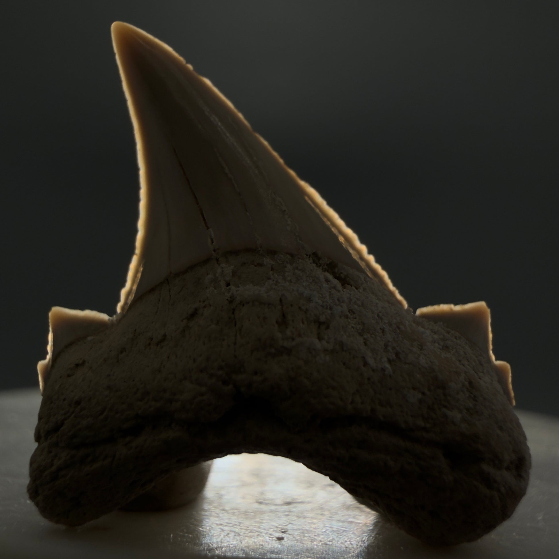 Front View Very Rare 1.17" Otodus aksuaticus - Transitional Shark Tooth Fossil - Central Kazakhstan AU387 - 2