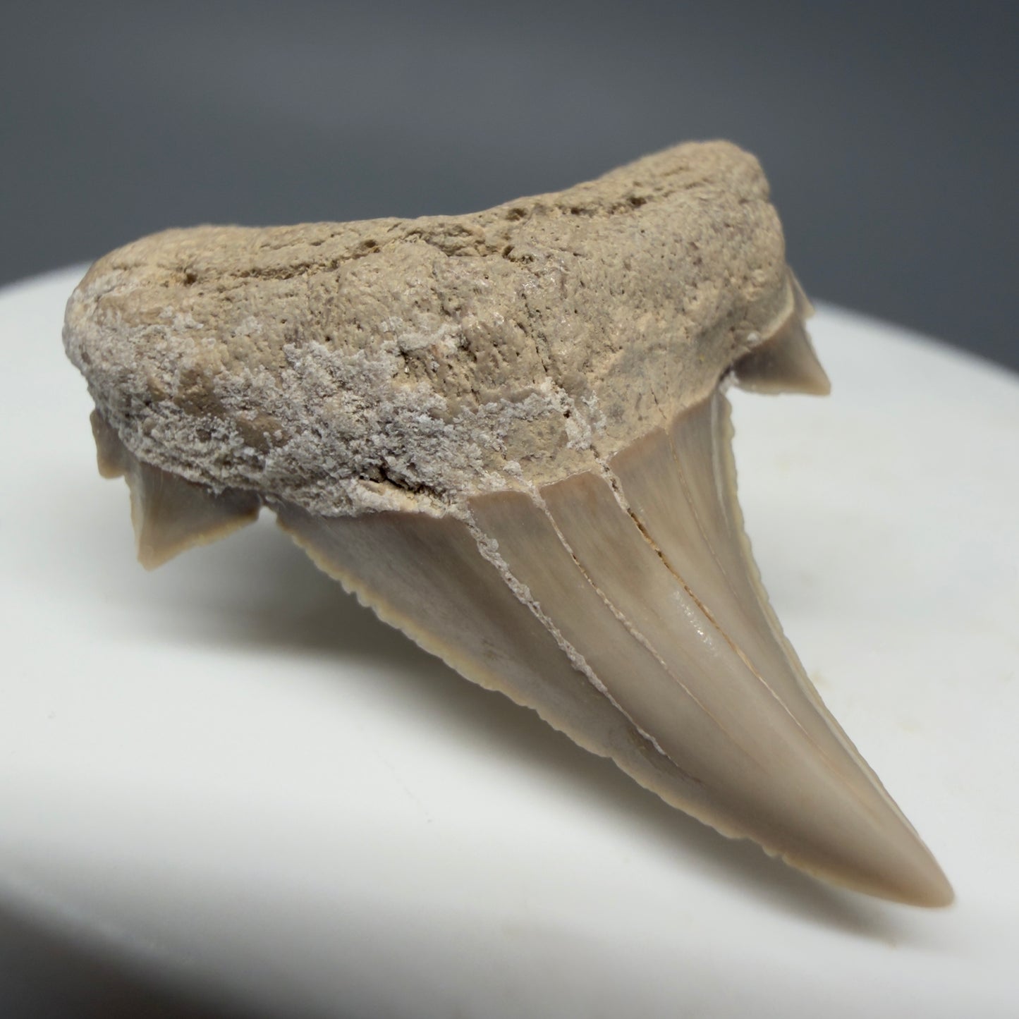 Front Left View Very Rare 1.17" Otodus aksuaticus - Transitional Shark Tooth Fossil - Central Kazakhstan AU387