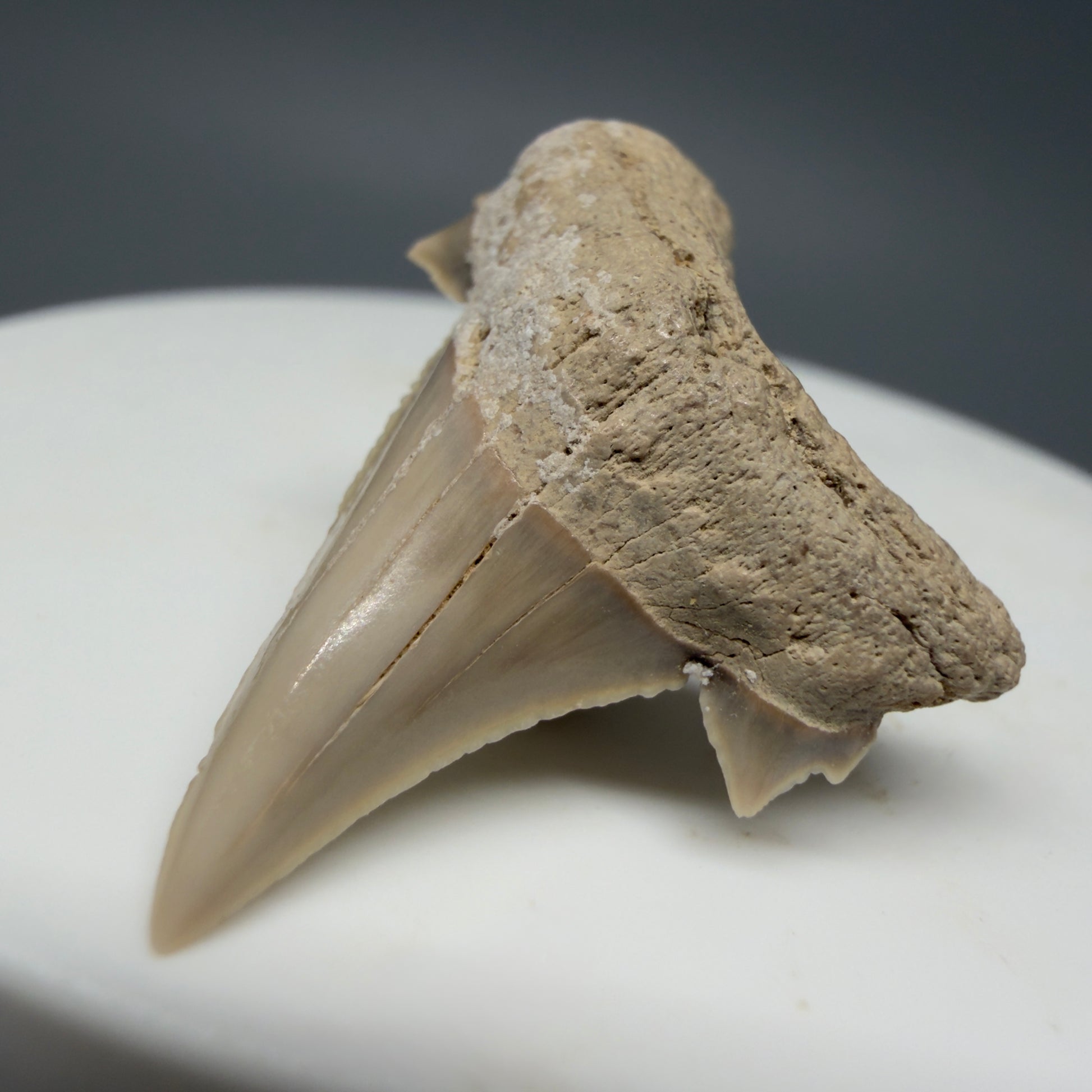 Front Right View Very Rare 1.17" Otodus aksuaticus - Transitional Shark Tooth Fossil - Central Kazakhstan AU387