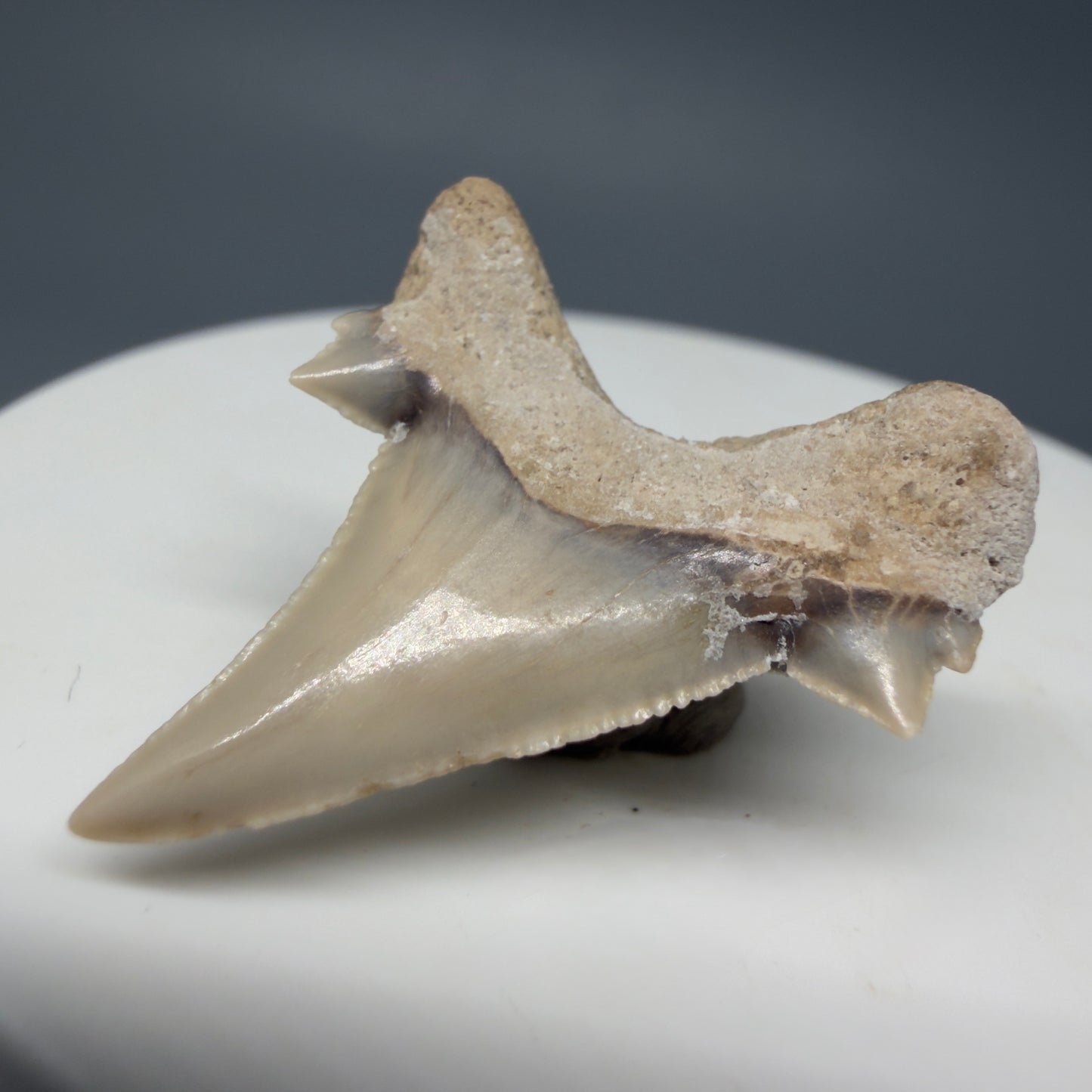 Back Right View Very Rare 1.17" Otodus aksuaticus - Transitional Shark Tooth Fossil - Central Kazakhstan AU387