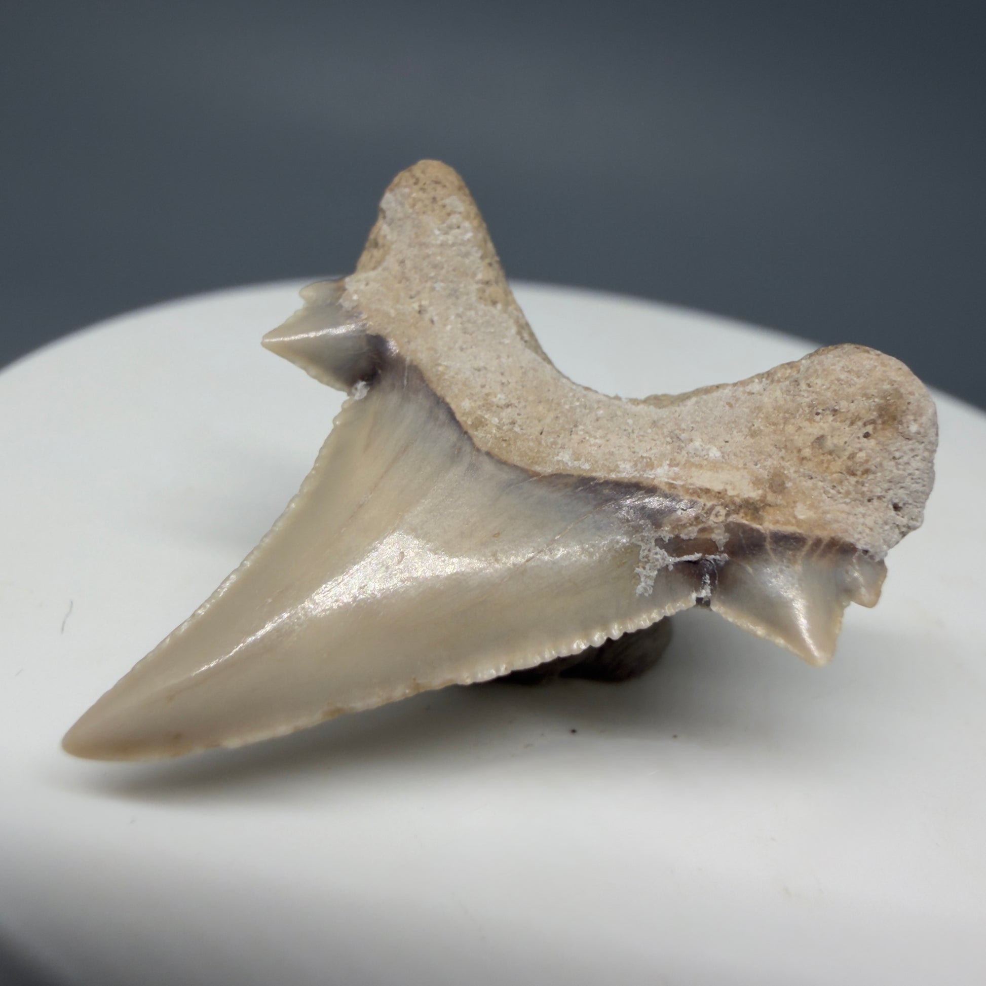 Back Right View Very Rare 1.17" Otodus aksuaticus - Transitional Shark Tooth Fossil - Central Kazakhstan AU387