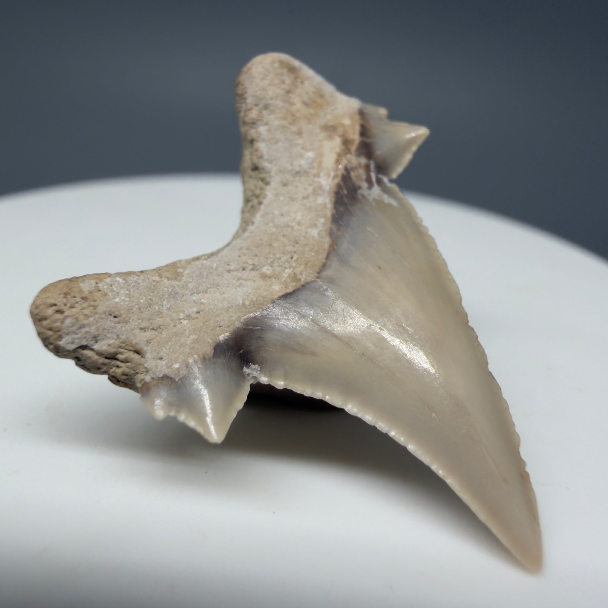 Back Left View Very Rare 1.17" Otodus aksuaticus - Transitional Shark Tooth Fossil - Central Kazakhstan AU387