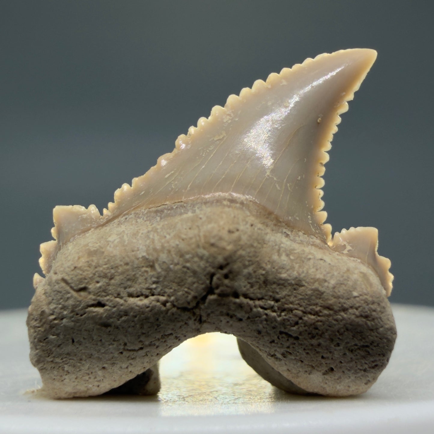 Front View Sharply Serrated 0.97" Carcharocles auriculatus Shark Tooth Fossil - Central Kazakhstan AU389 - 1