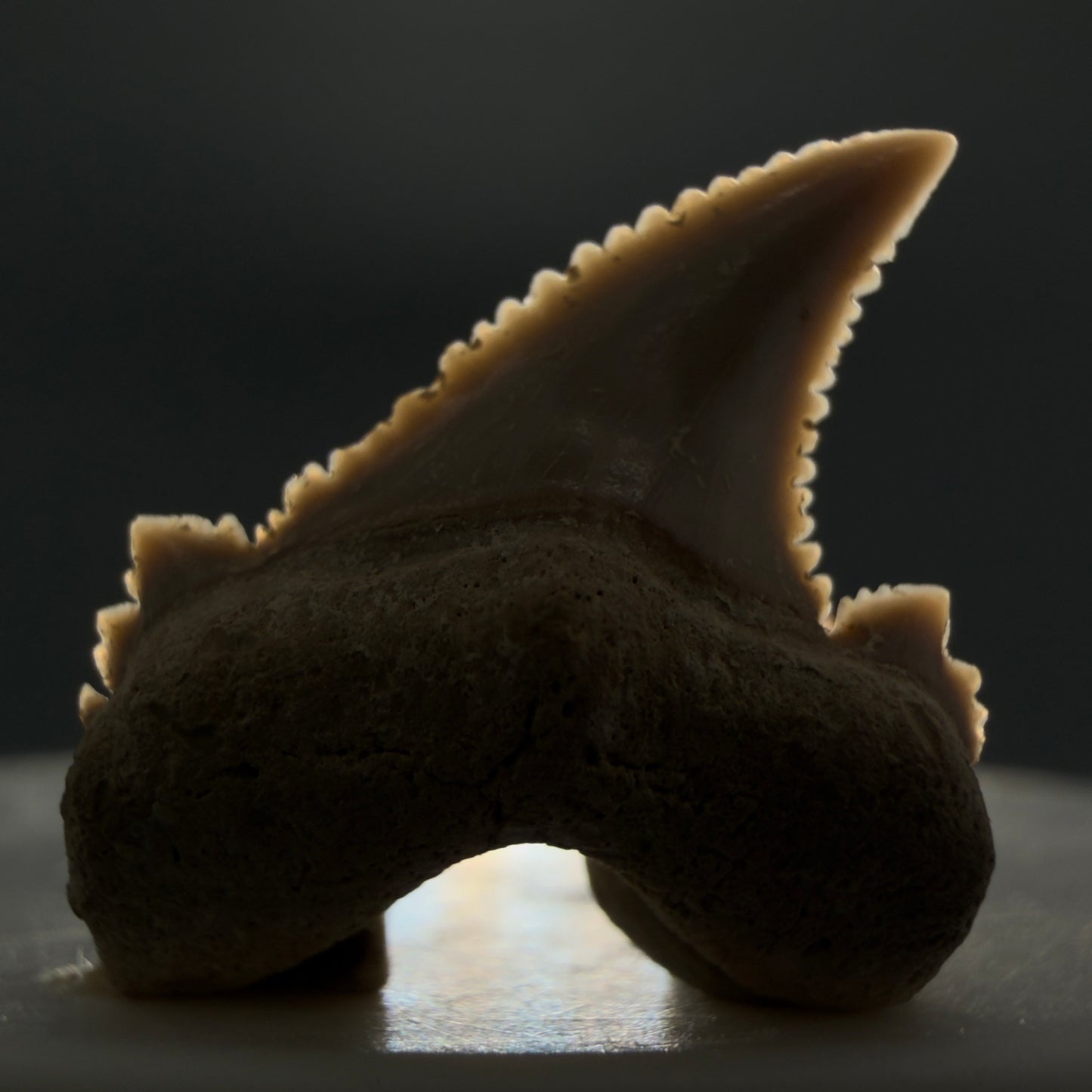Front View Sharply Serrated 0.97" Carcharocles auriculatus Shark Tooth Fossil - Central Kazakhstan AU389 - 2