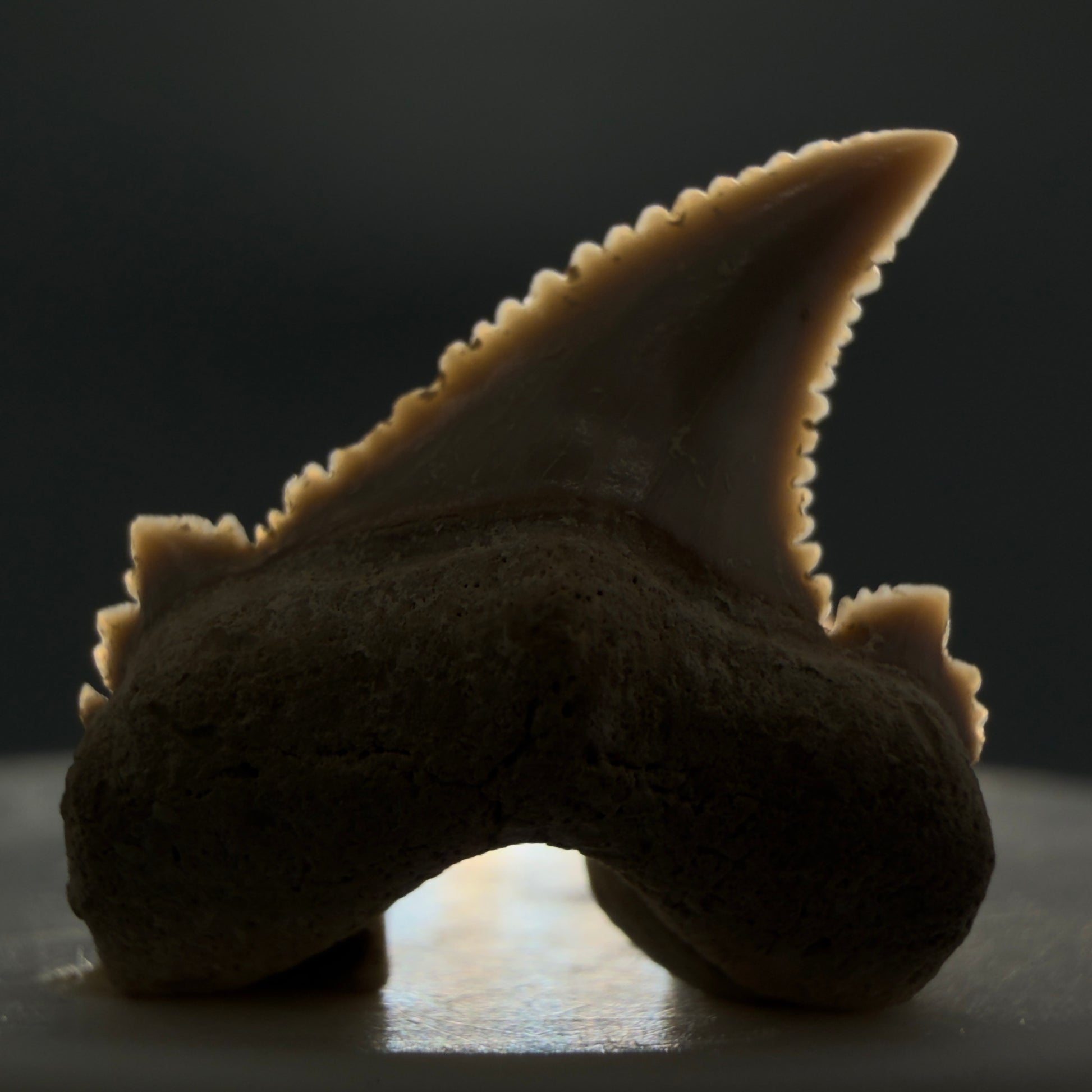 Front View Sharply Serrated 0.97" Carcharocles auriculatus Shark Tooth Fossil - Central Kazakhstan AU389 - 2