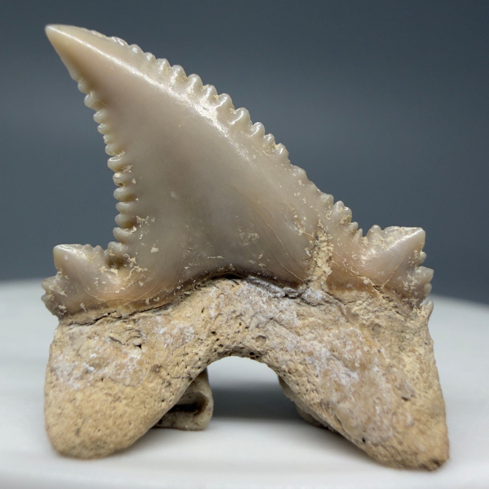 Back View Sharply Serrated 0.97" Carcharocles auriculatus Shark Tooth Fossil - Central Kazakhstan AU389