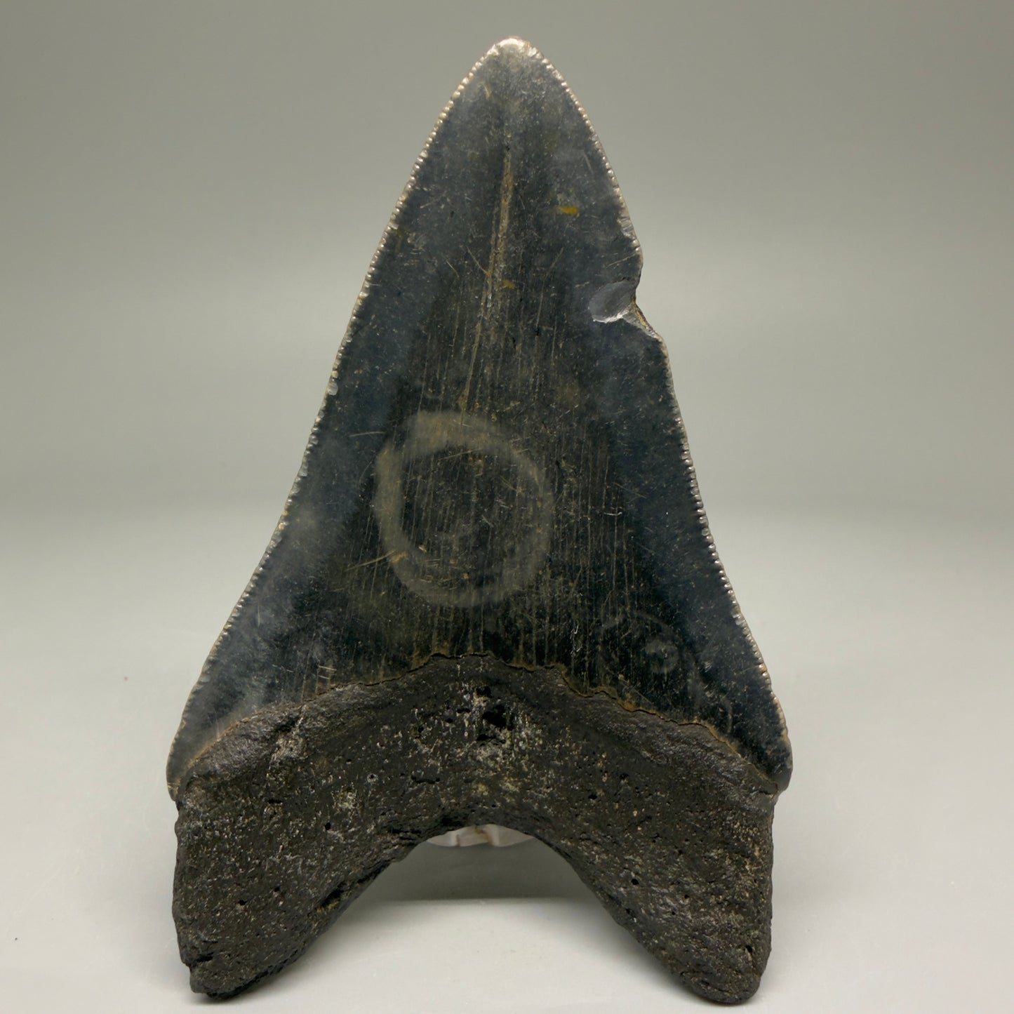 Back View 4.00" Authentic Megalodon Tooth – North Carolina Fossil | Carcharocles megalodon CM5736 