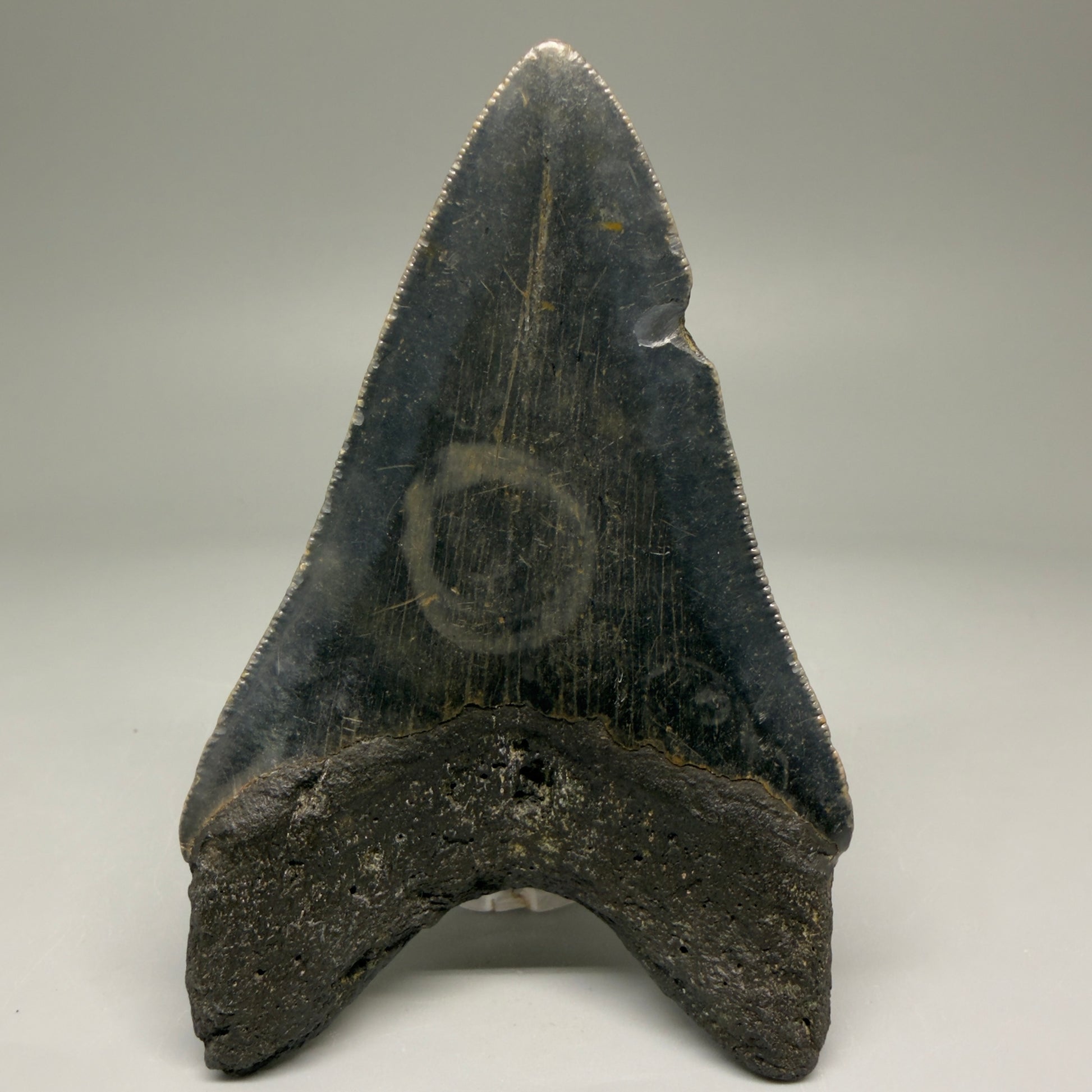 Back View 4.00" Authentic Megalodon Tooth – North Carolina Fossil | Carcharocles megalodon CM5736 
