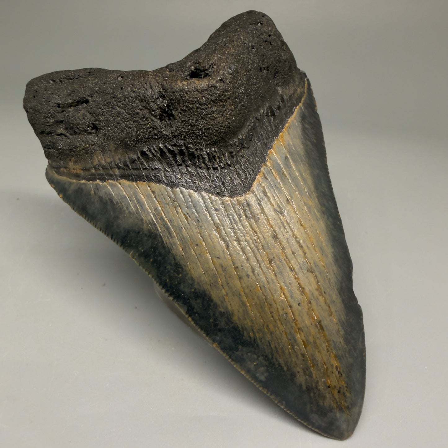 Front Left View 4.00" Authentic Megalodon Tooth – North Carolina Fossil | Carcharocles megalodon CM5736 