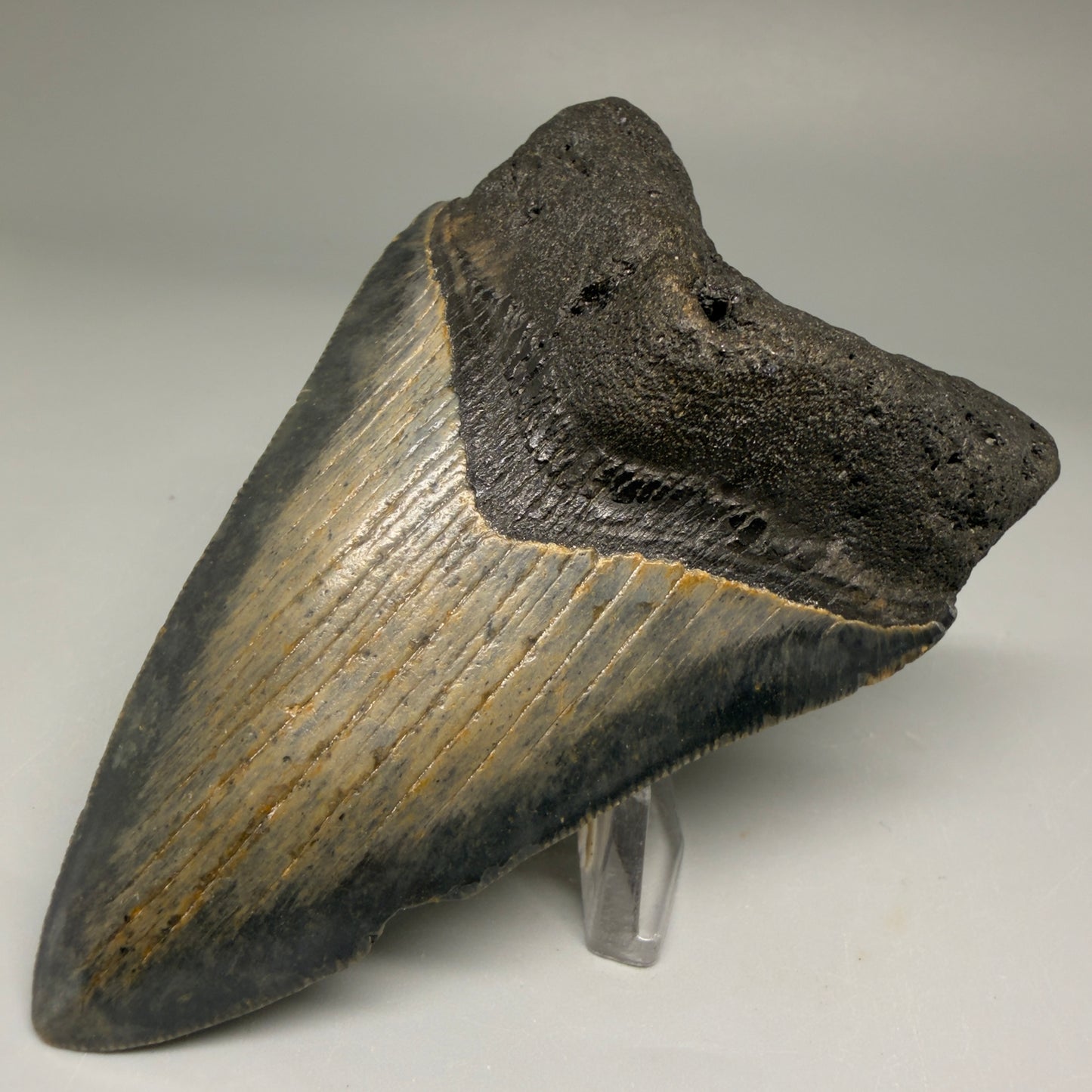 Front Right View 4.00" Authentic Megalodon Tooth – North Carolina Fossil | Carcharocles megalodon CM5736 