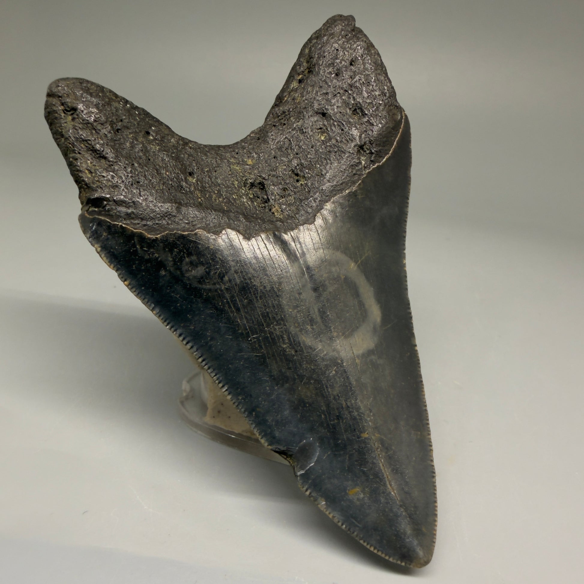 Back Left View 4.00" Authentic Megalodon Tooth – North Carolina Fossil | Carcharocles megalodon CM5736 