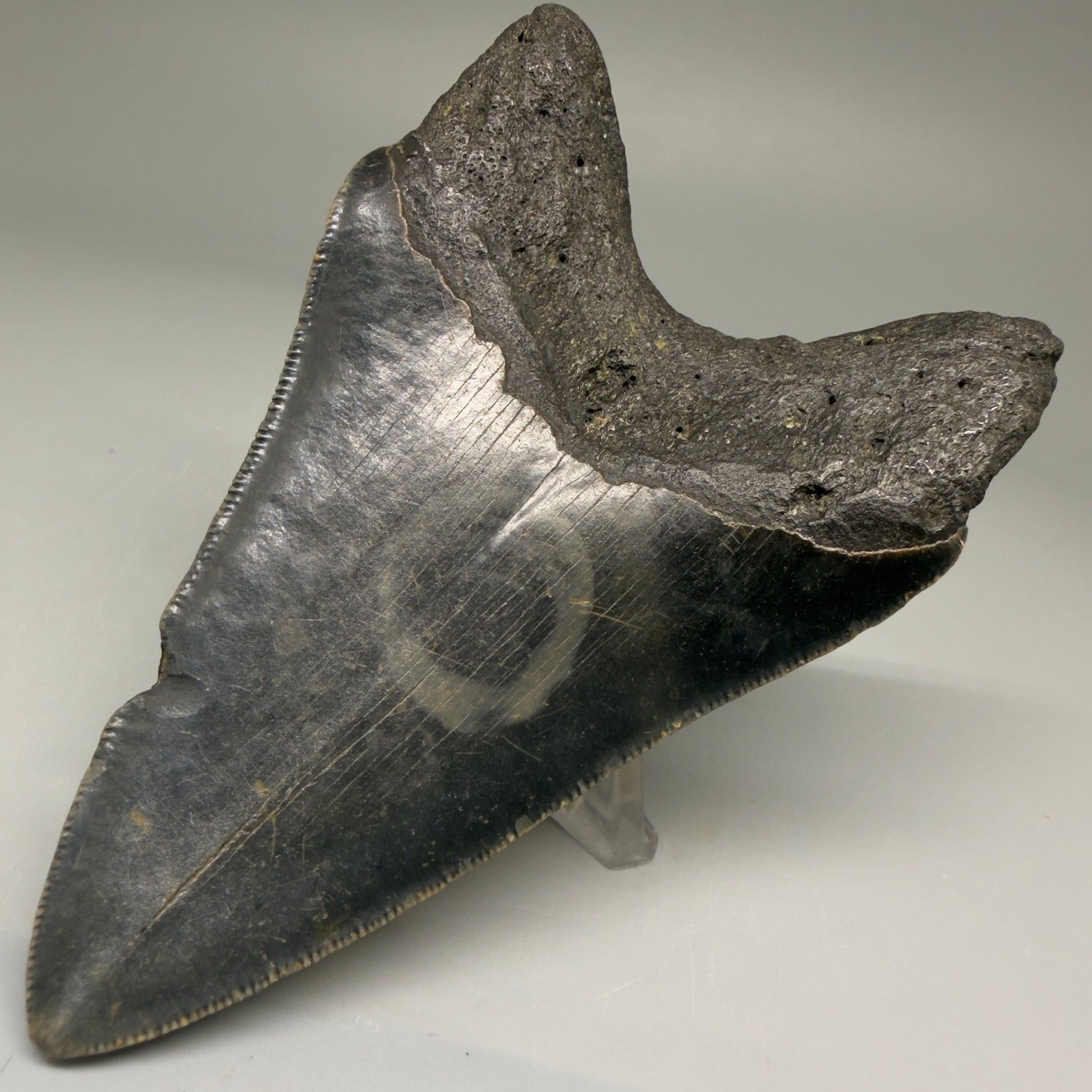 Back Right View 4.00" Authentic Megalodon Tooth – North Carolina Fossil | Carcharocles megalodon CM5736 