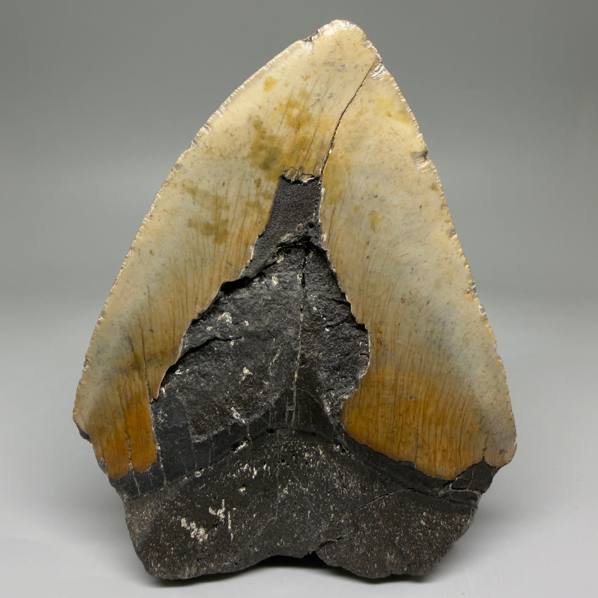 Back View Colorful 4.97" Authentic Megalodon Tooth – North Carolina Fossil | Carcharocles megalodon CM5747