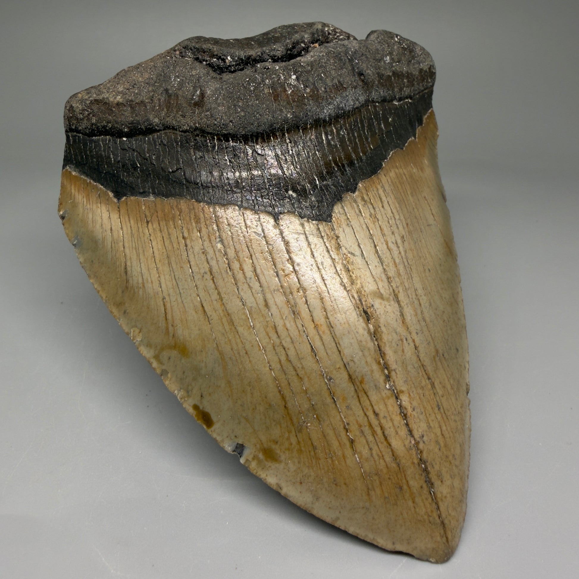 Front Left View Colorful 4.97" Authentic Megalodon Tooth – North Carolina Fossil | Carcharocles megalodon CM5747