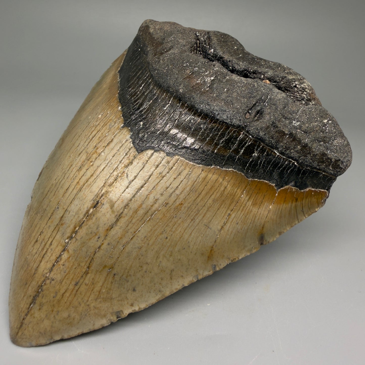 Front Right View Colorful 4.97" Authentic Megalodon Tooth – North Carolina Fossil | Carcharocles megalodon CM5747