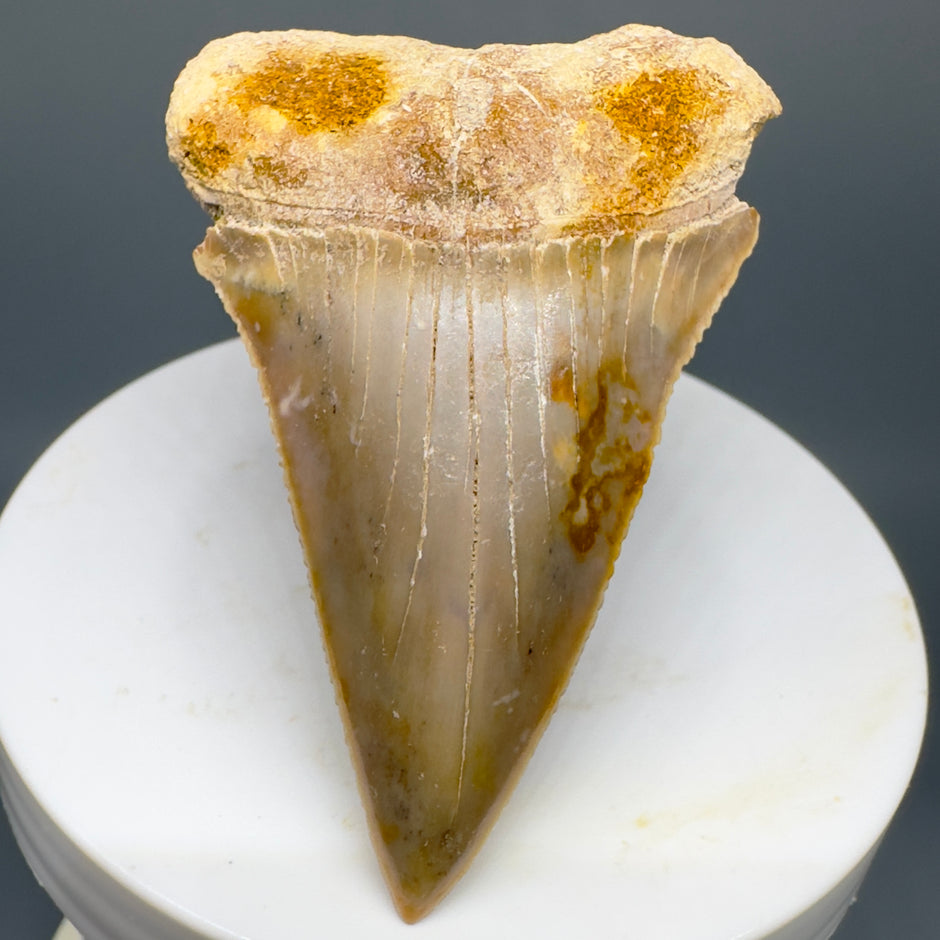 Premium Great White Shark Teeth Collection Authentic Shark Tooth premium-great-white-shark-teeth-collection-authentic-shark-tooth