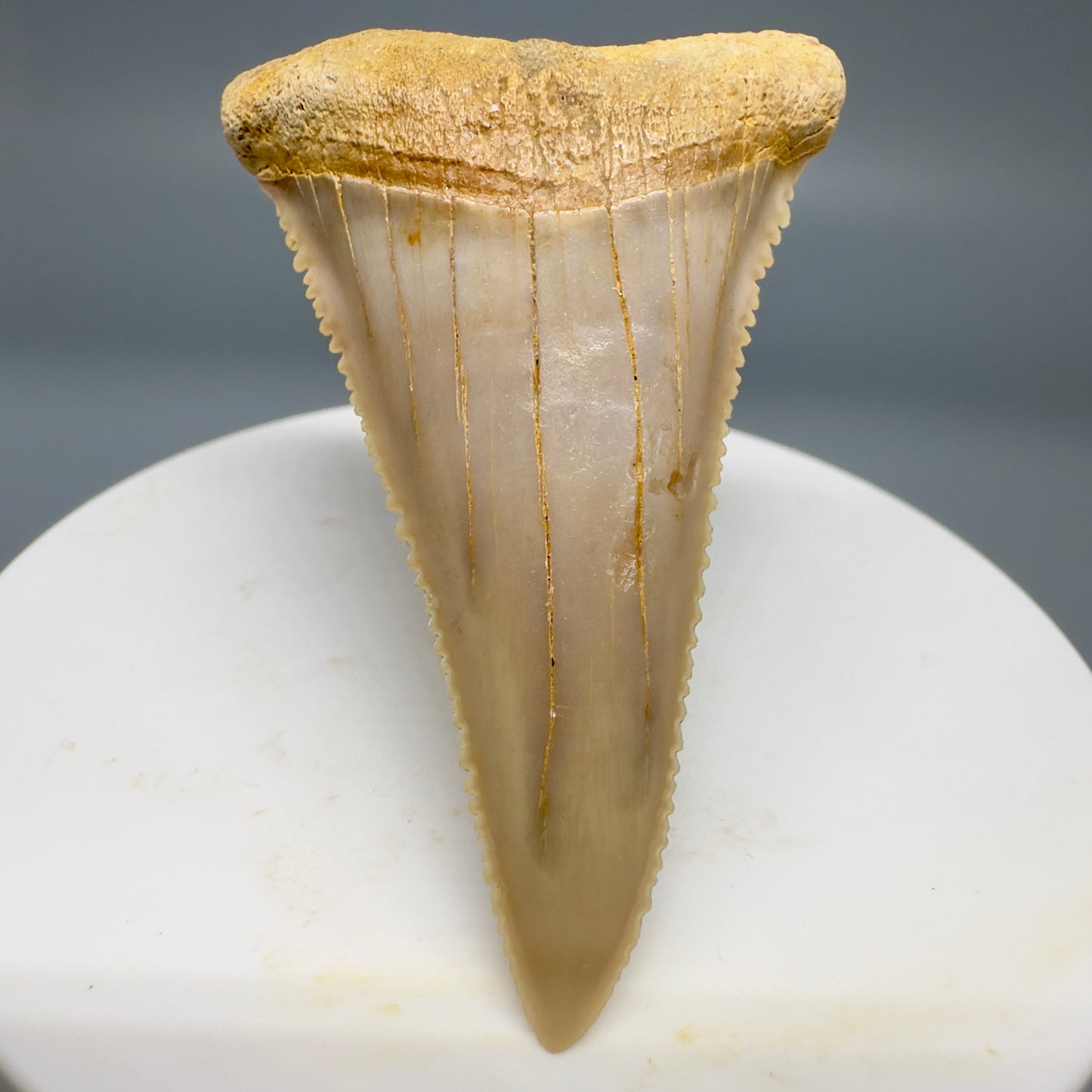 Rare, lower 2.19" Serrated Fossil Great White Tooth from Chile GW1159 - Front1