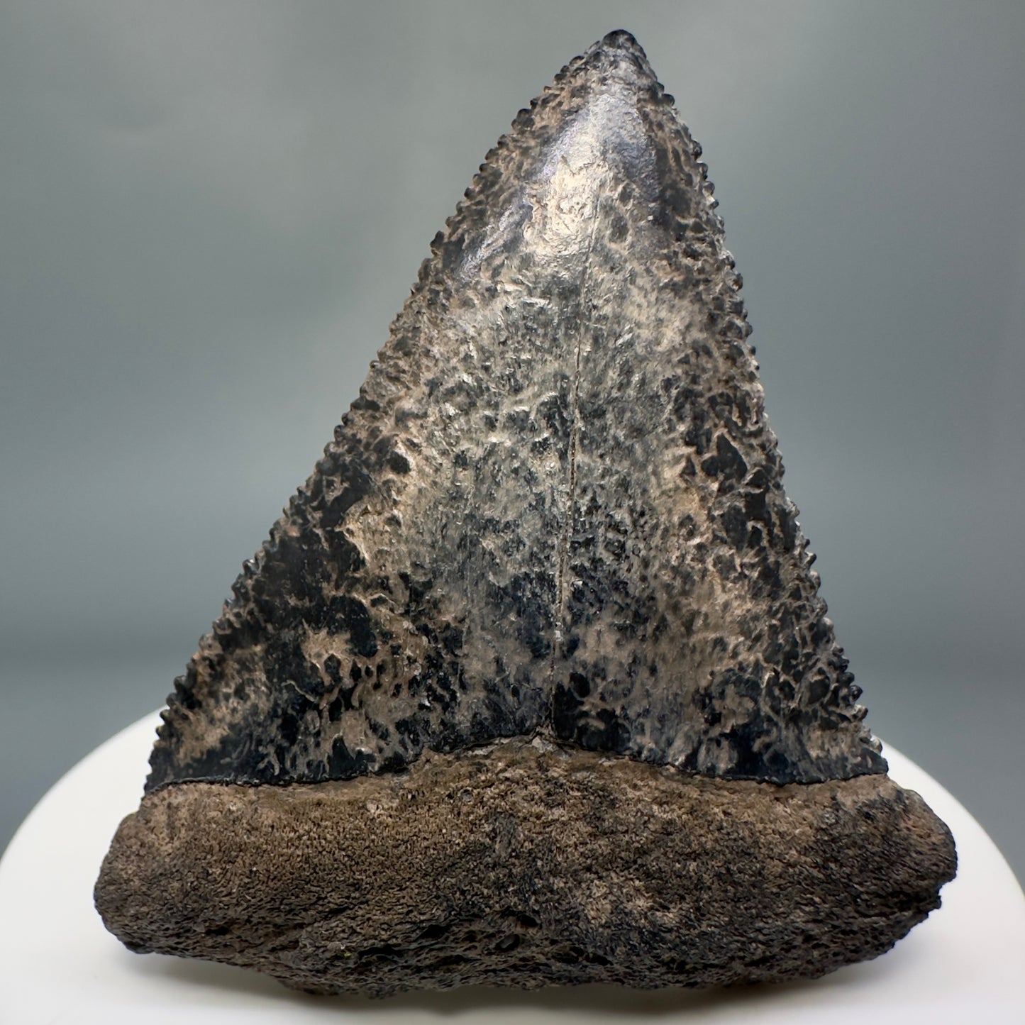 Colorful, sharply serrated 2.34" Fossil Great White Tooth from Sarasota, Florida GW1226 - Front