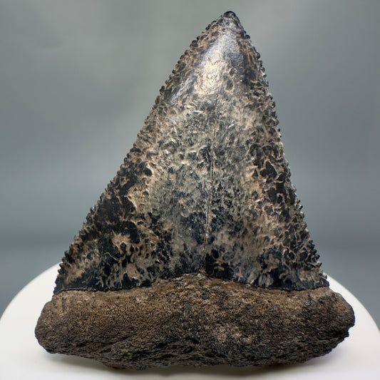 Colorful, sharply serrated 2.34" Fossil Great White Tooth from Sarasota, Florida GW1226 - Front