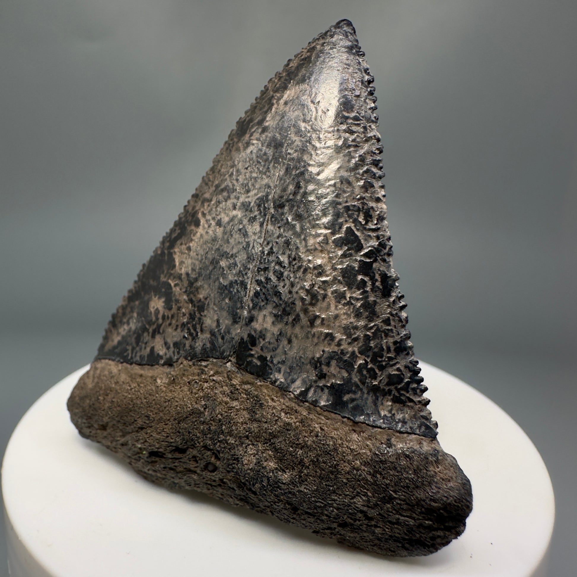 Colorful, sharply serrated 2.34" Fossil Great White Tooth from Sarasota, Florida GW1226 - Front Right