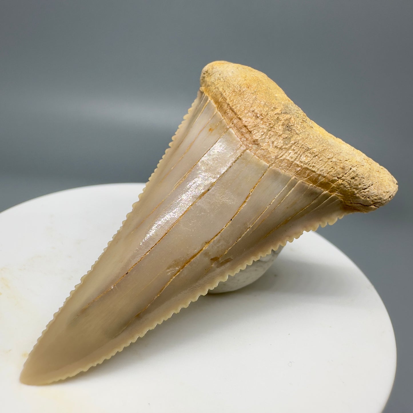 Rare, lower 2.19" Serrated Fossil Great White Tooth from Chile GW1159 - Front Right