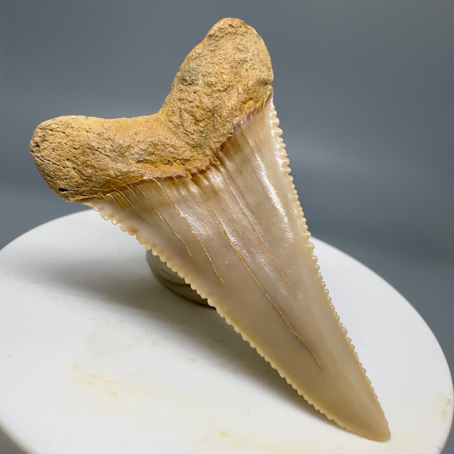 Rare, lower 2.19" Serrated Fossil Great White Tooth from Chile GW1159 - Back Left
