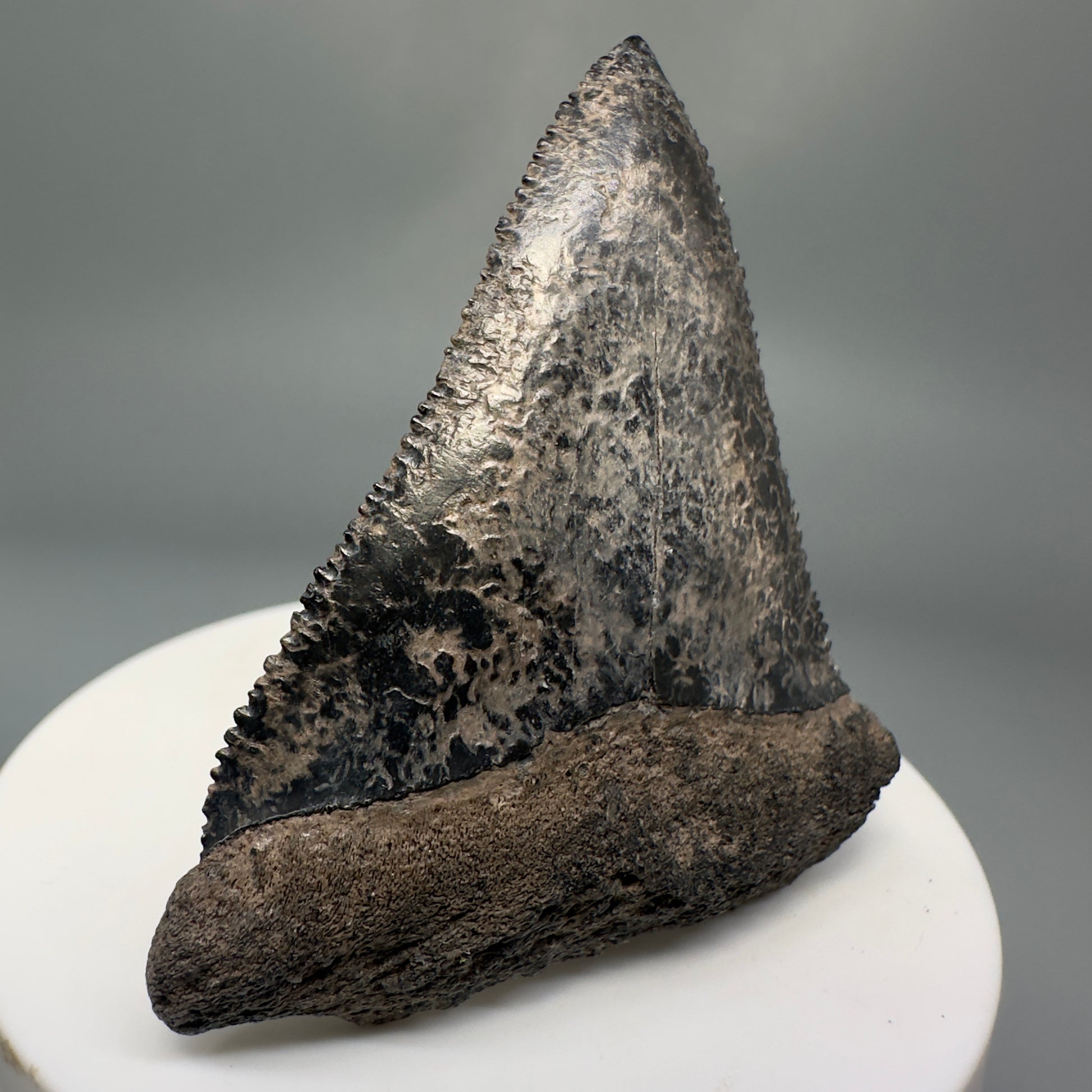Colorful, sharply serrated 2.34" Fossil Great White Tooth from Sarasota, Florida GW1226 - Front Left