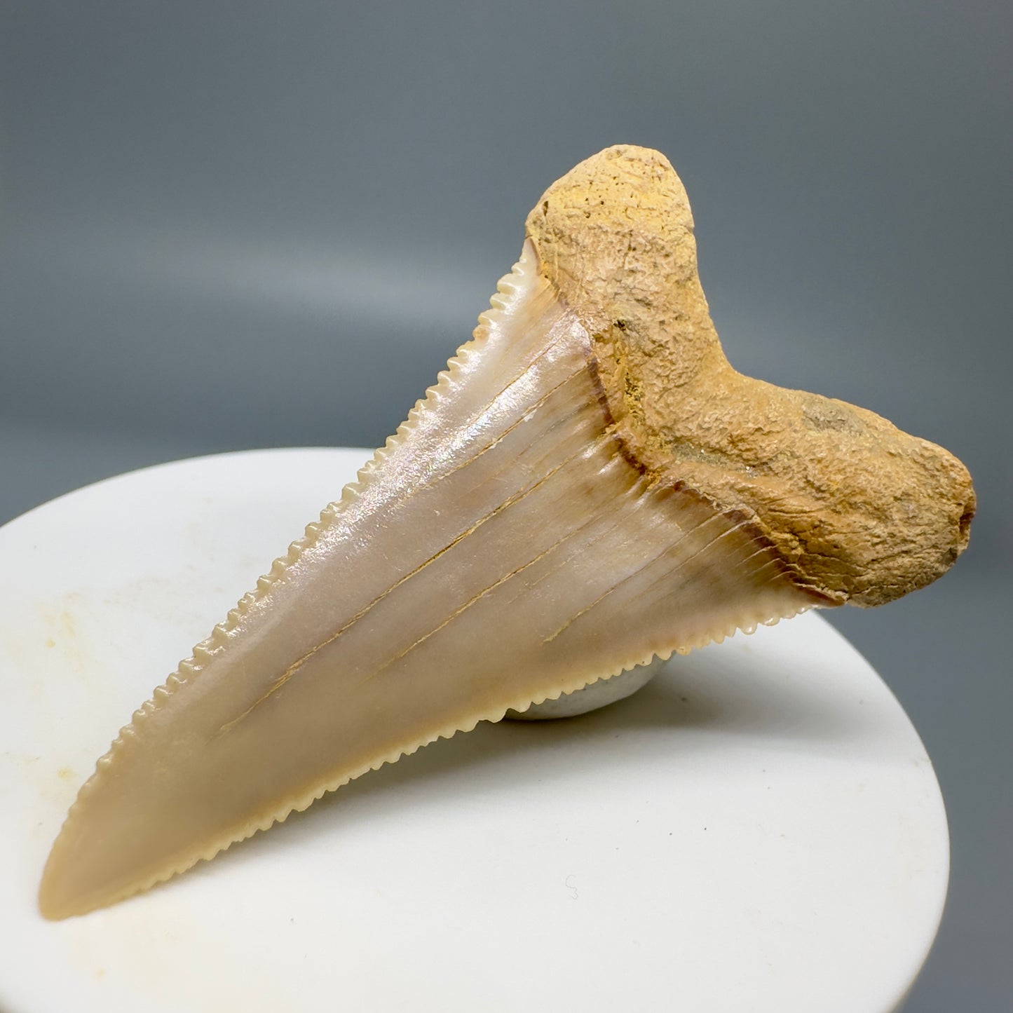 Rare, lower 2.19" Serrated Fossil Great White Tooth from Chile GW1159 - Back Right