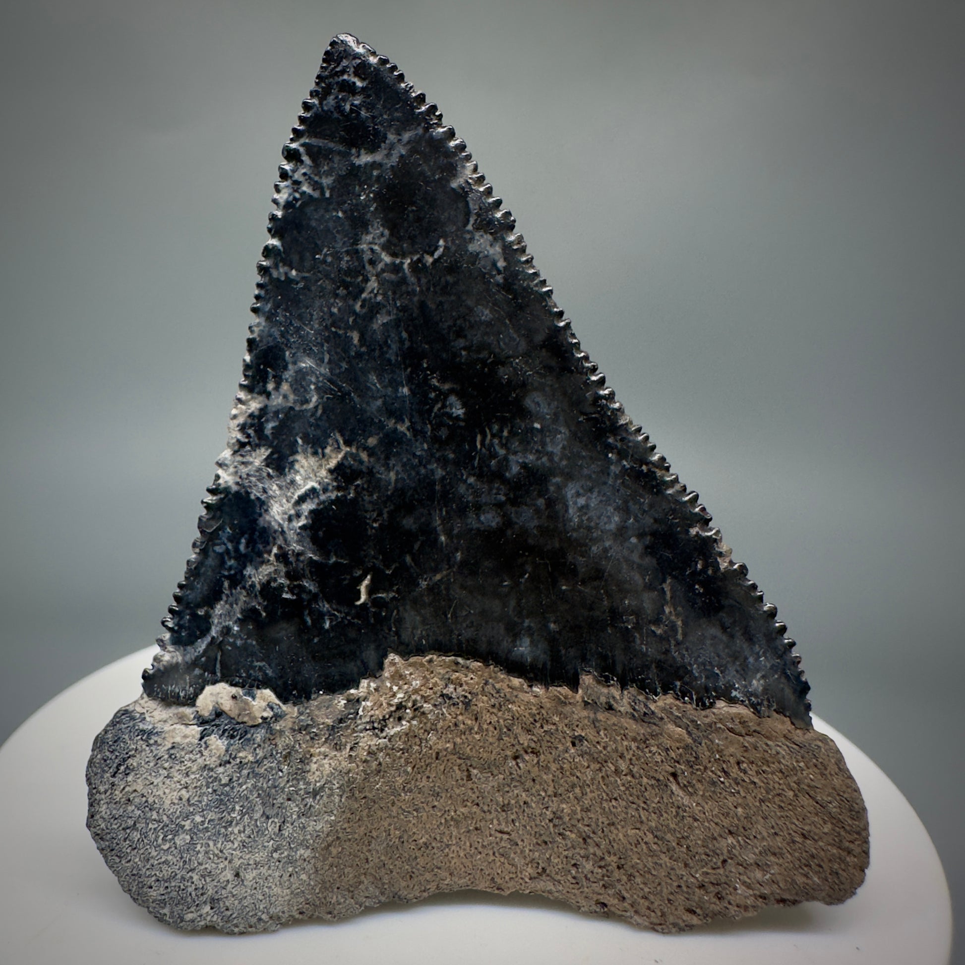 Colorful, sharply serrated 2.34" Fossil Great White Tooth from Sarasota, Florida GW1226 - Back 
