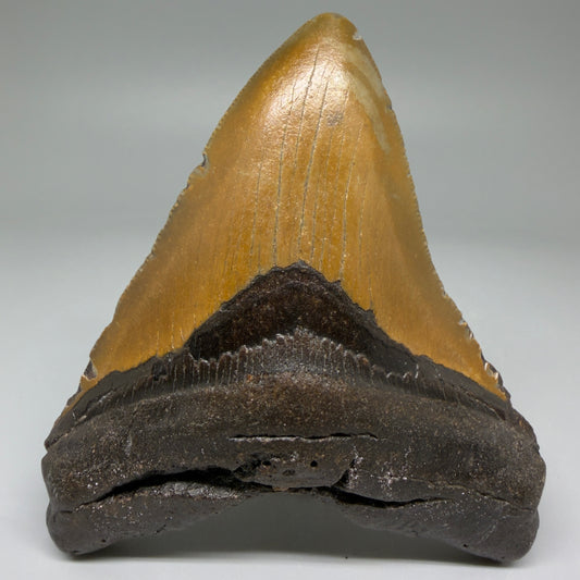 Front View Colorful 4.33" Authentic Megalodon Tooth – North Carolina Fossil | Carcharocles megalodon CM5742