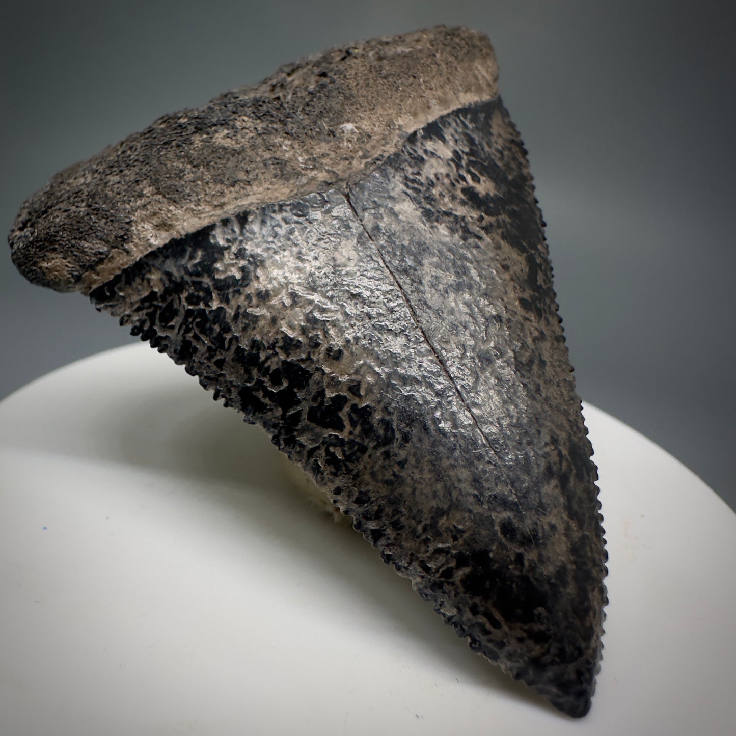 Colorful, sharply serrated 2.34" Fossil Great White Tooth from Sarasota, Florida GW1226 - Front Left 1