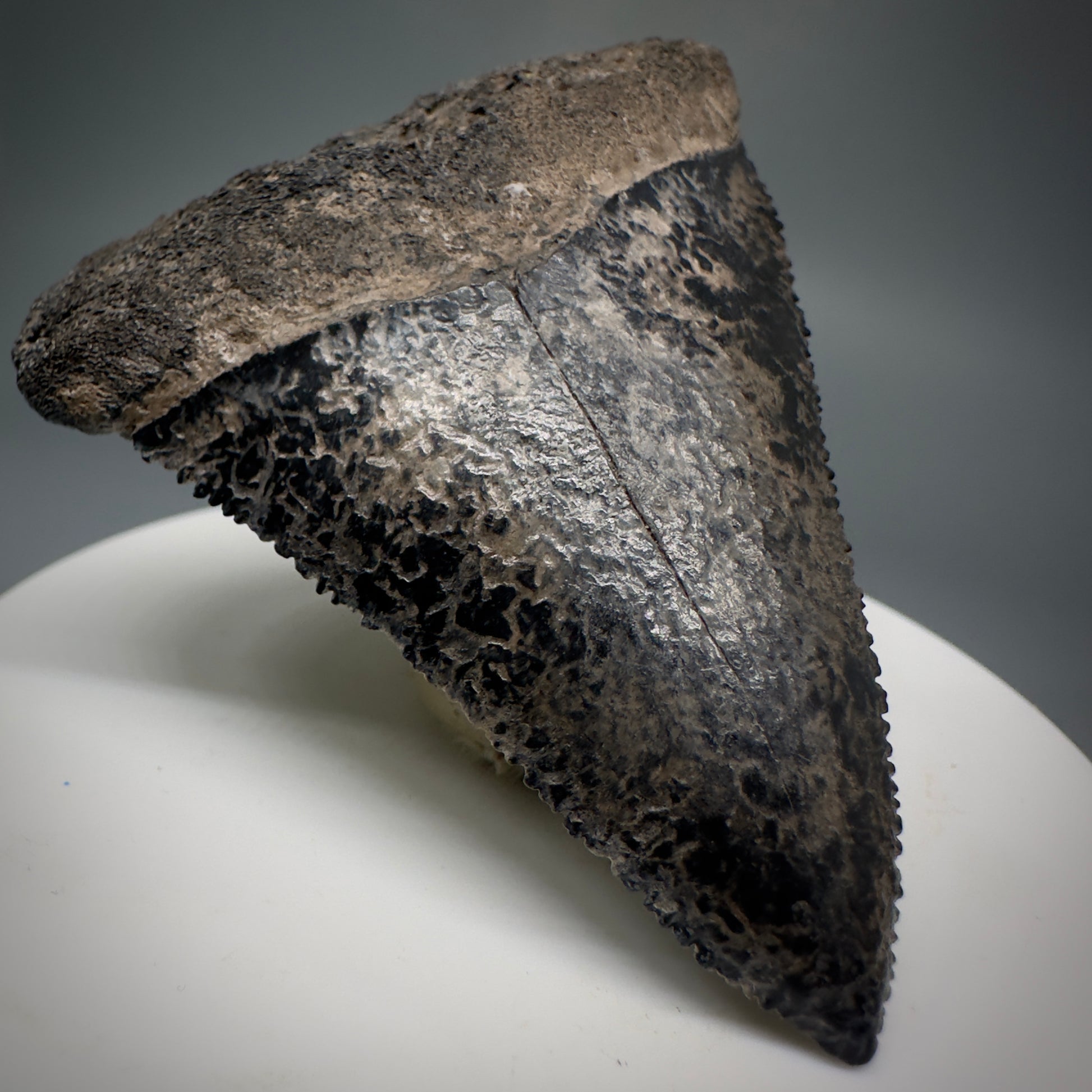 Colorful, sharply serrated 2.34" Fossil Great White Tooth from Sarasota, Florida GW1226 - Front Left 1