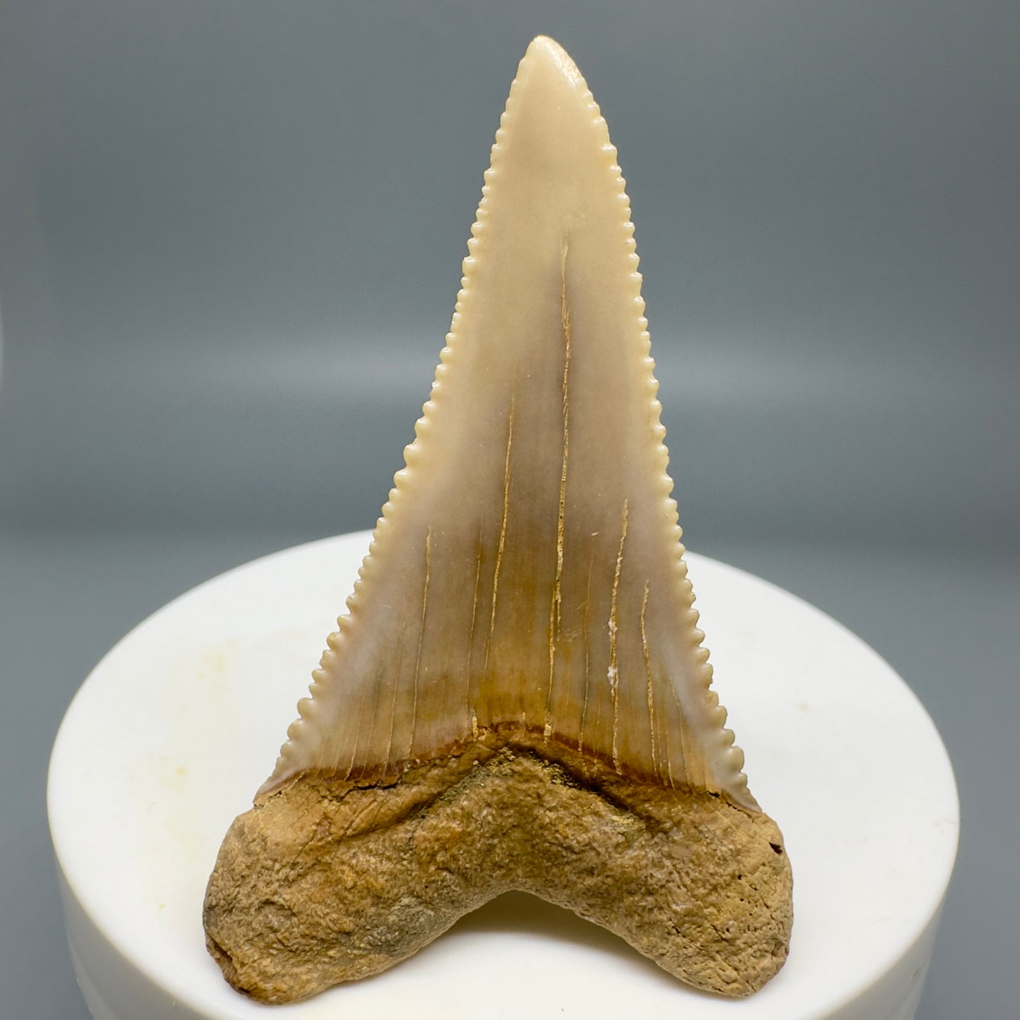 Rare, lower 2.19" Serrated Fossil Great White Tooth from Chile GW1159 - Back