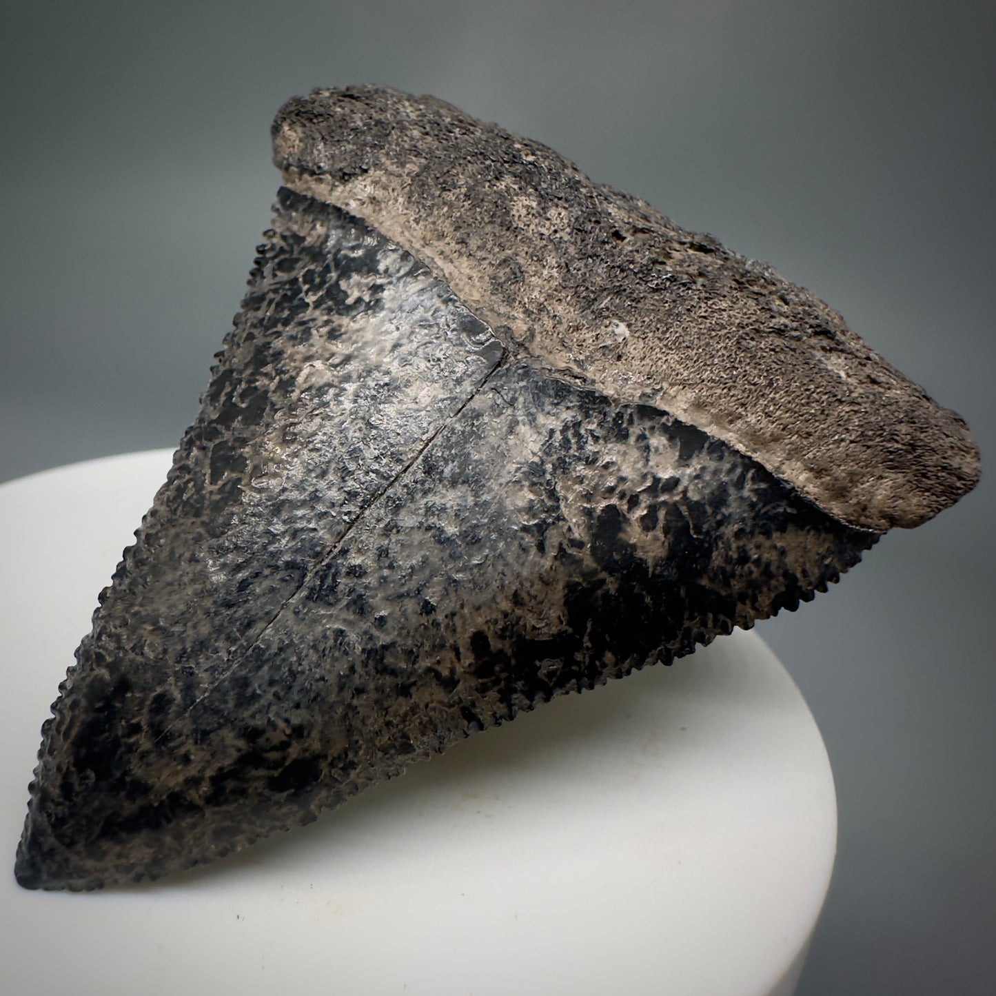 Colorful, sharply serrated 2.34" Fossil Great White Tooth from Sarasota, Florida GW1226 - Front Right 1