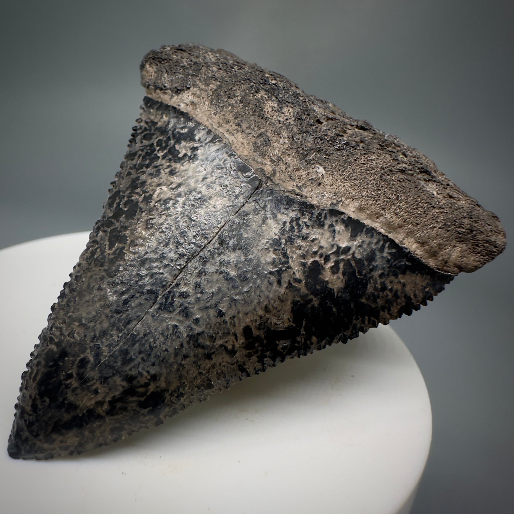 Colorful, sharply serrated 2.34" Fossil Great White Tooth from Sarasota, Florida GW1226 - Front Right 1