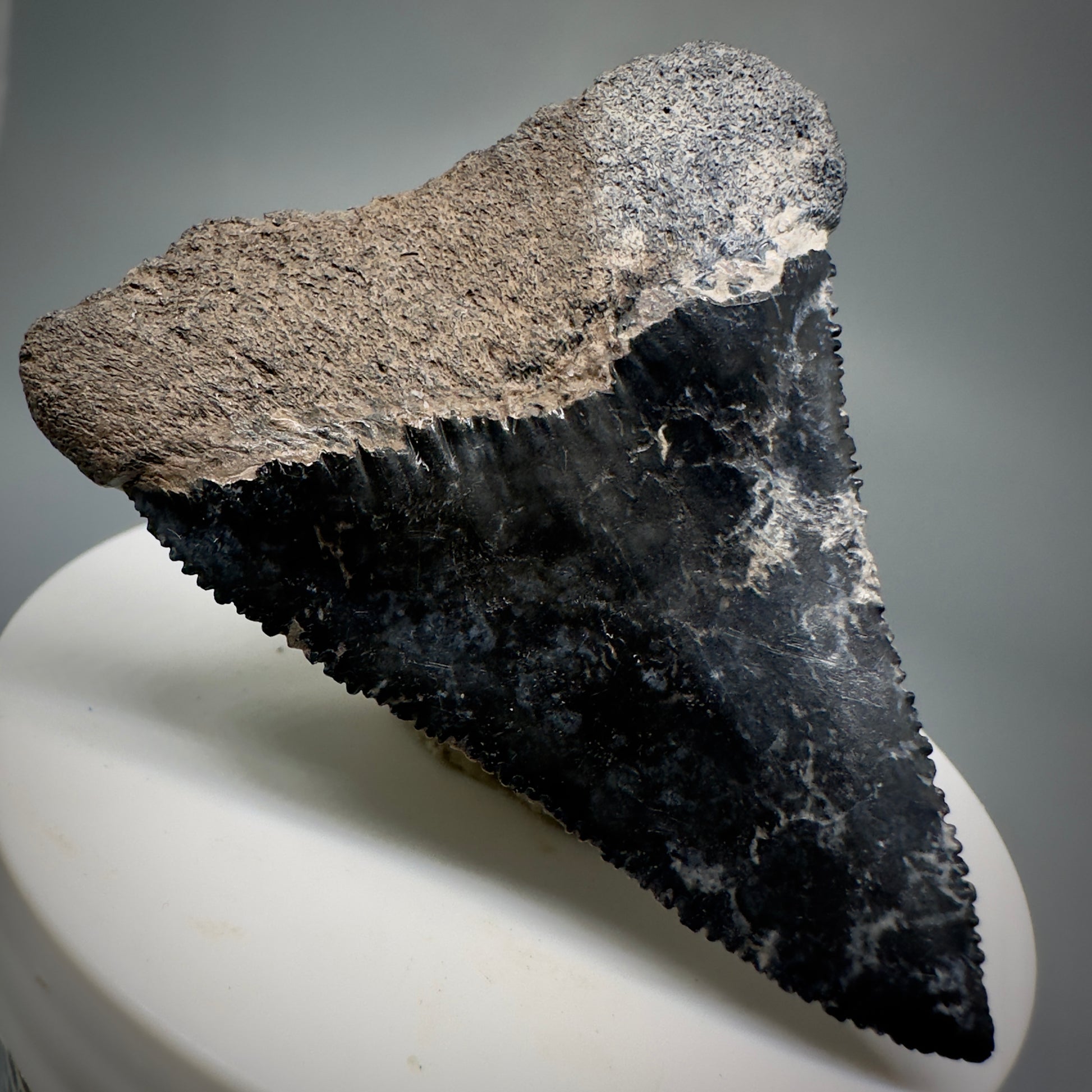 Colorful, sharply serrated 2.34" Fossil Great White Tooth from Sarasota, Florida GW1226 - Back Left