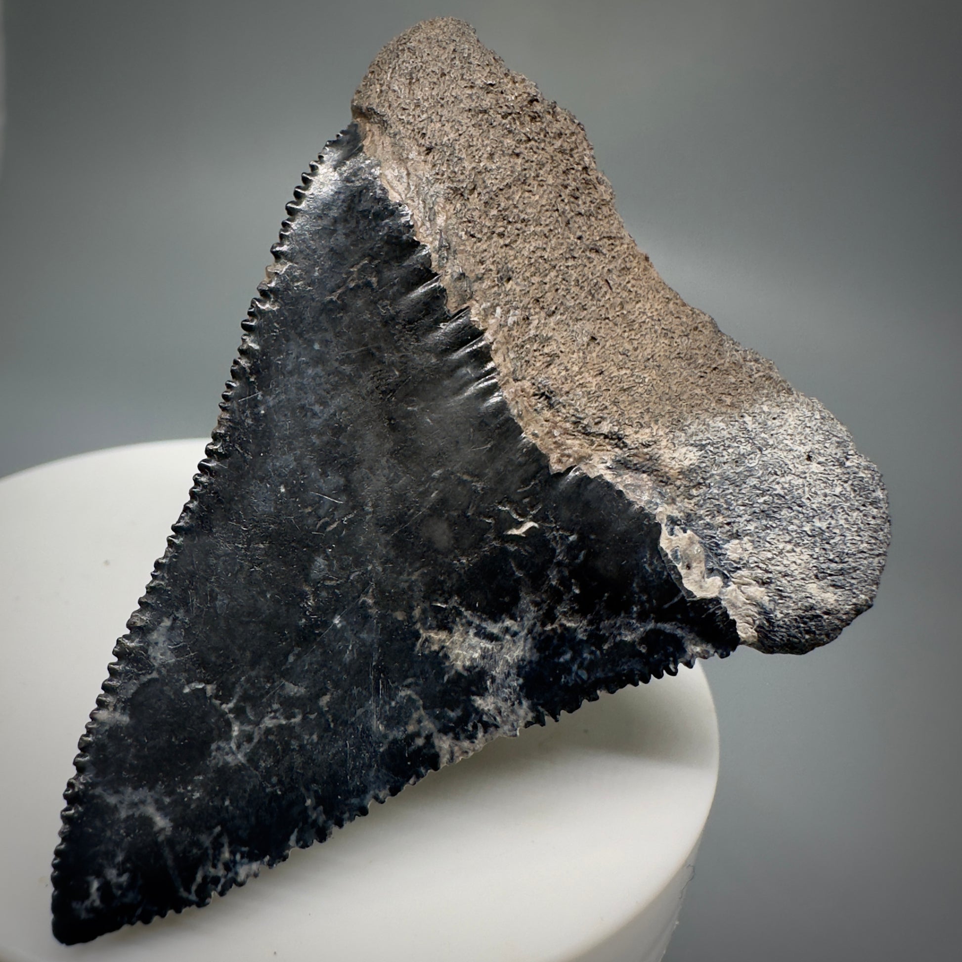 Colorful, sharply serrated 2.34" Fossil Great White Tooth from Sarasota, Florida GW1226 - Back Right