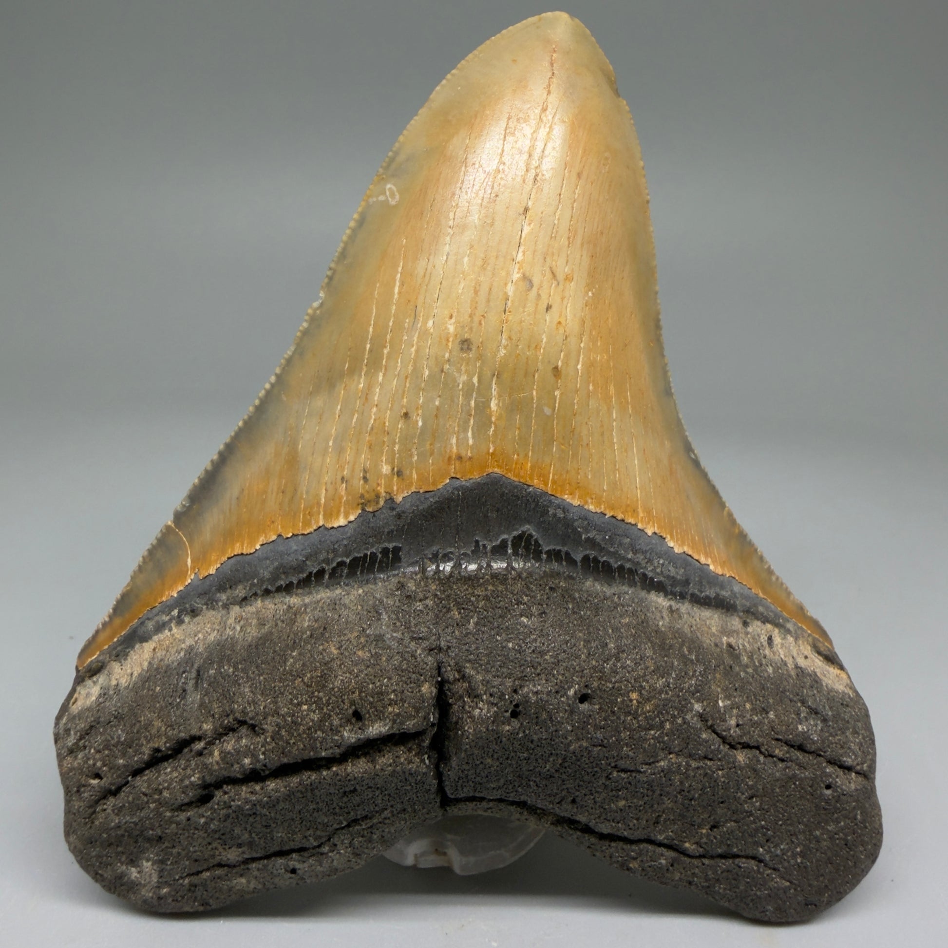 Front View Colorful 4.20" Authentic Megalodon Tooth – North Carolina Fossil | Carcharocles megalodon CM5741