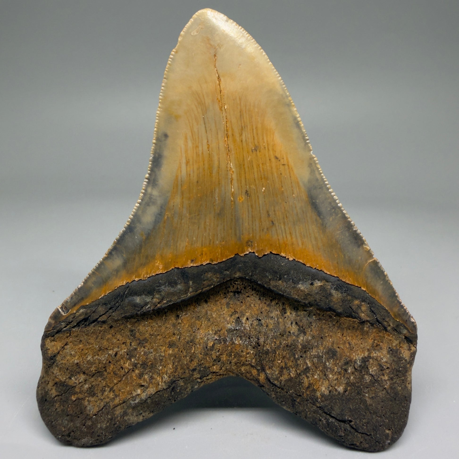 Back View Colorful 4.20" Authentic Megalodon Tooth – North Carolina Fossil | Carcharocles megalodon CM5741