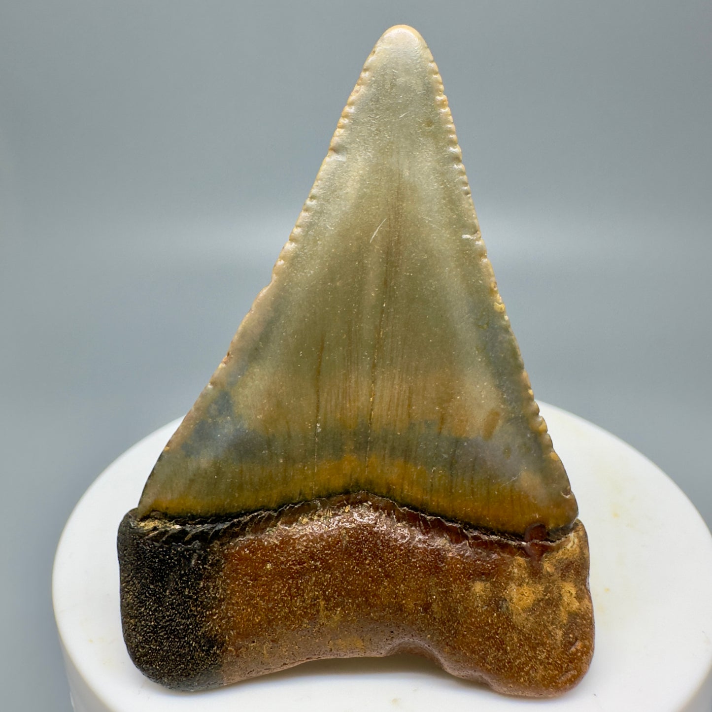 Colorful Fossil Great White Tooth 2.29" Colorful - from North Carolina GW1157 - Back