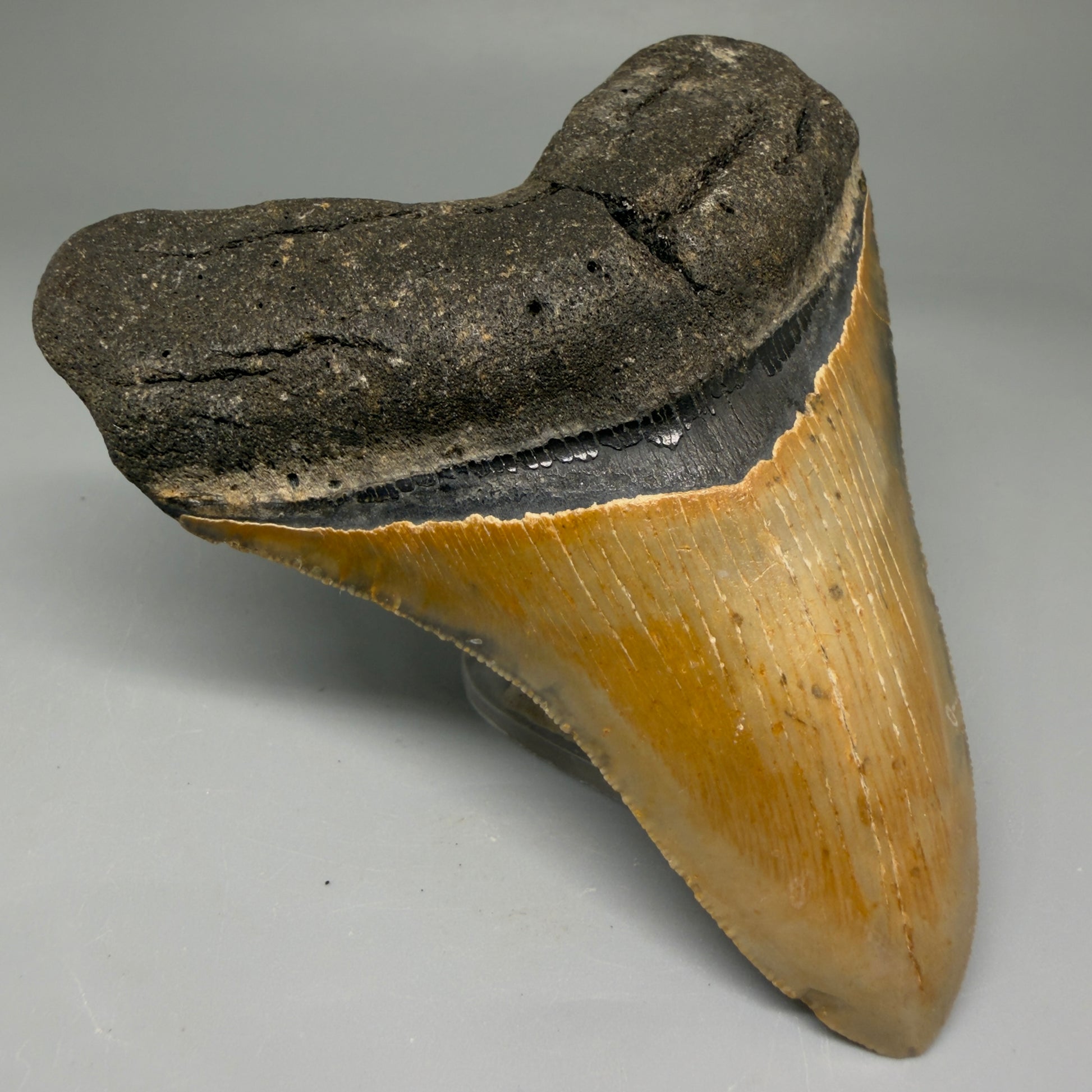 Front Left View Colorful 4.20" Authentic Megalodon Tooth – North Carolina Fossil | Carcharocles megalodon CM5741