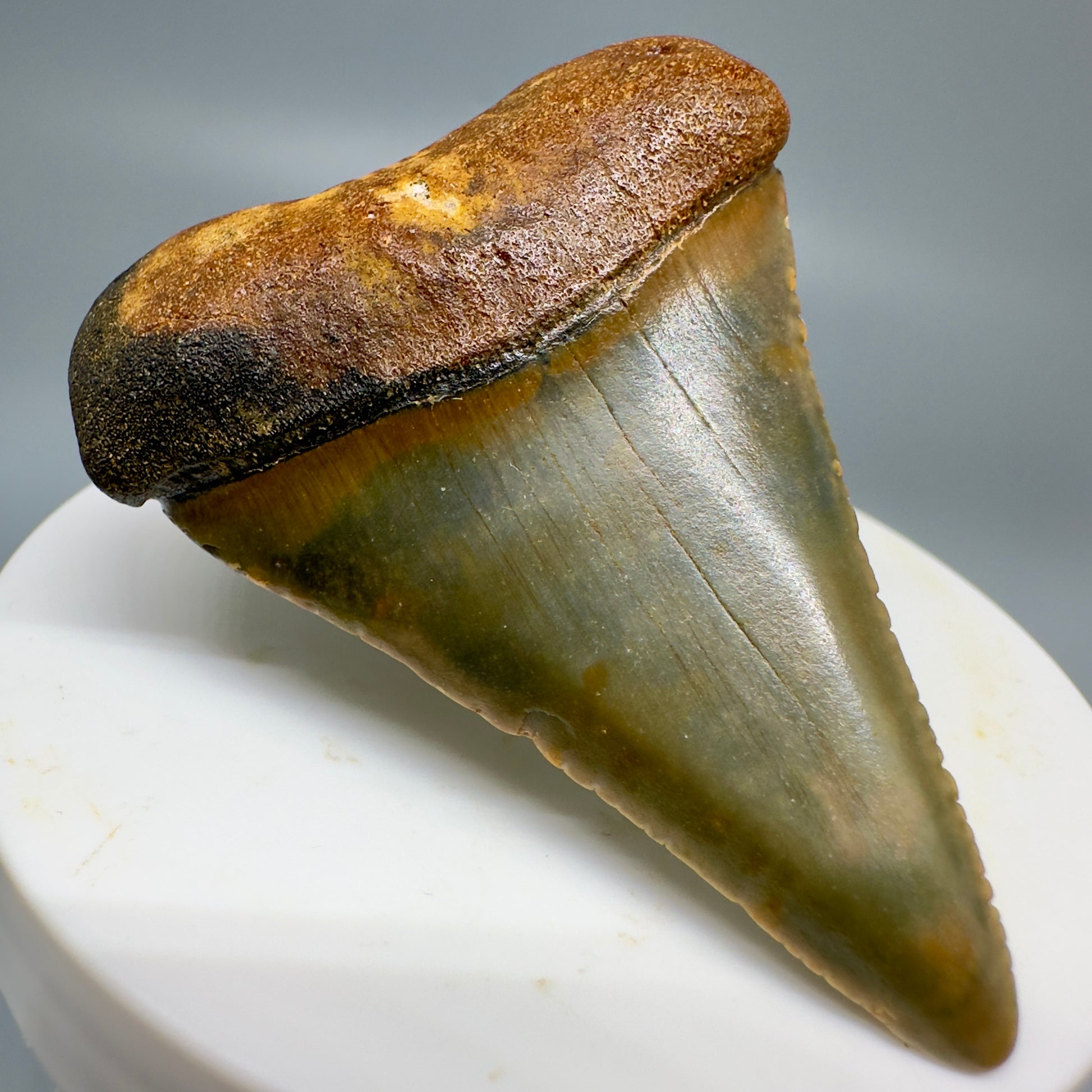 Colorful Fossil Great White Tooth 2.29" Colorful - from North Carolina GW1157 - Front Left