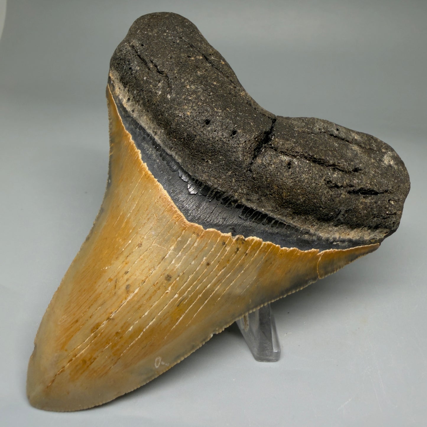 Front Right View Colorful 4.20" Authentic Megalodon Tooth – North Carolina Fossil | Carcharocles megalodon CM5741
