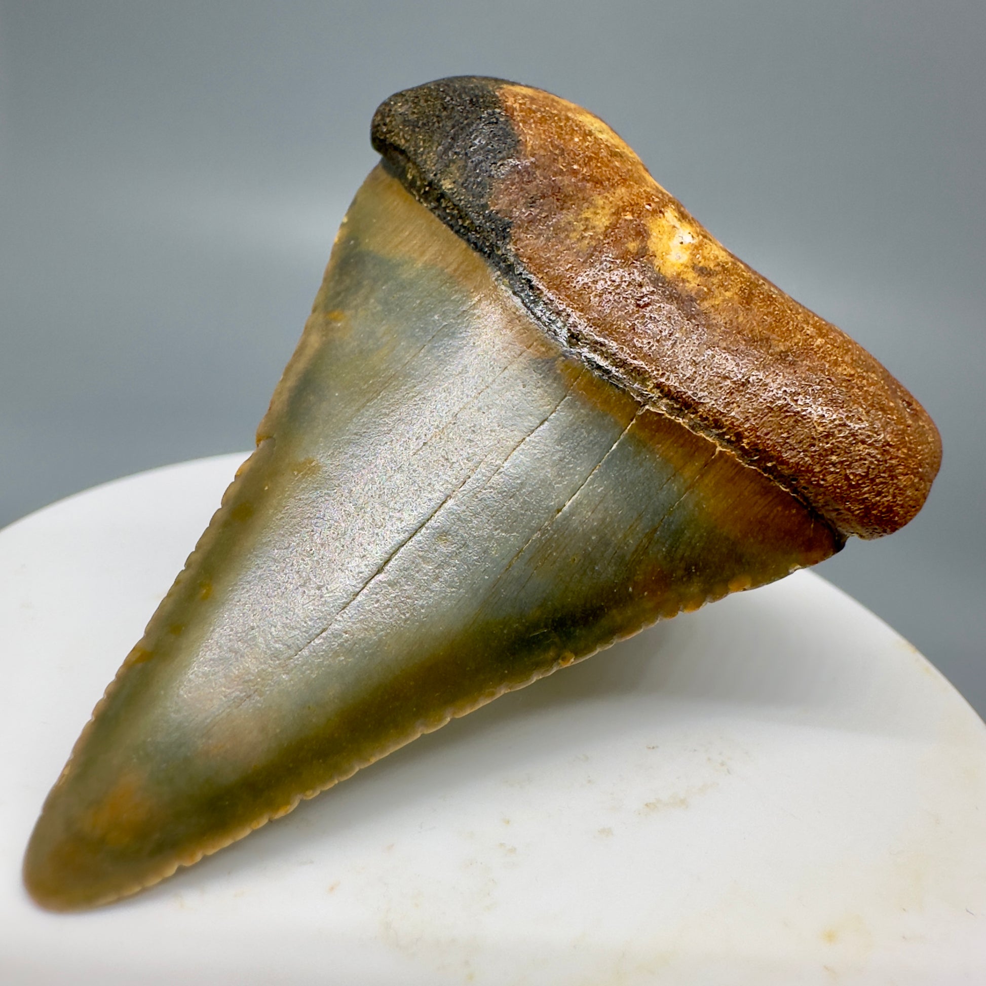 Colorful Fossil Great White Tooth 2.29" Colorful - from North Carolina GW1157 - Front Right