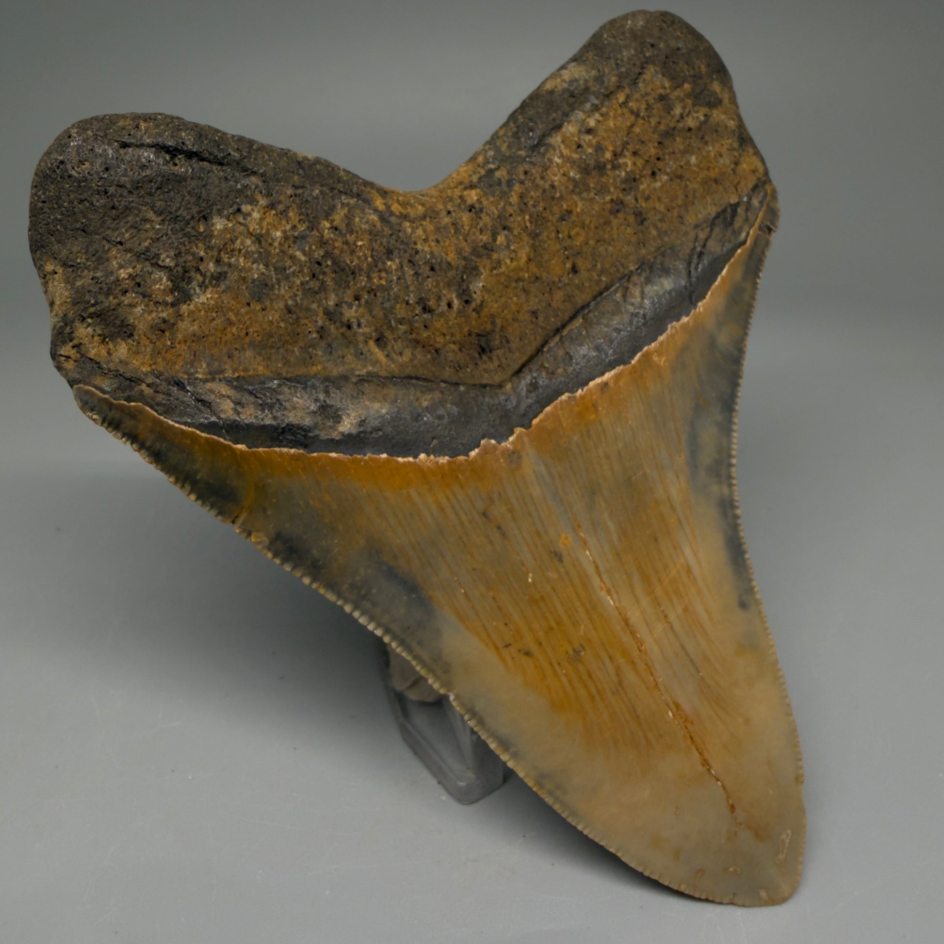 Back Left View Colorful 4.20" Authentic Megalodon Tooth – North Carolina Fossil | Carcharocles megalodon CM5741