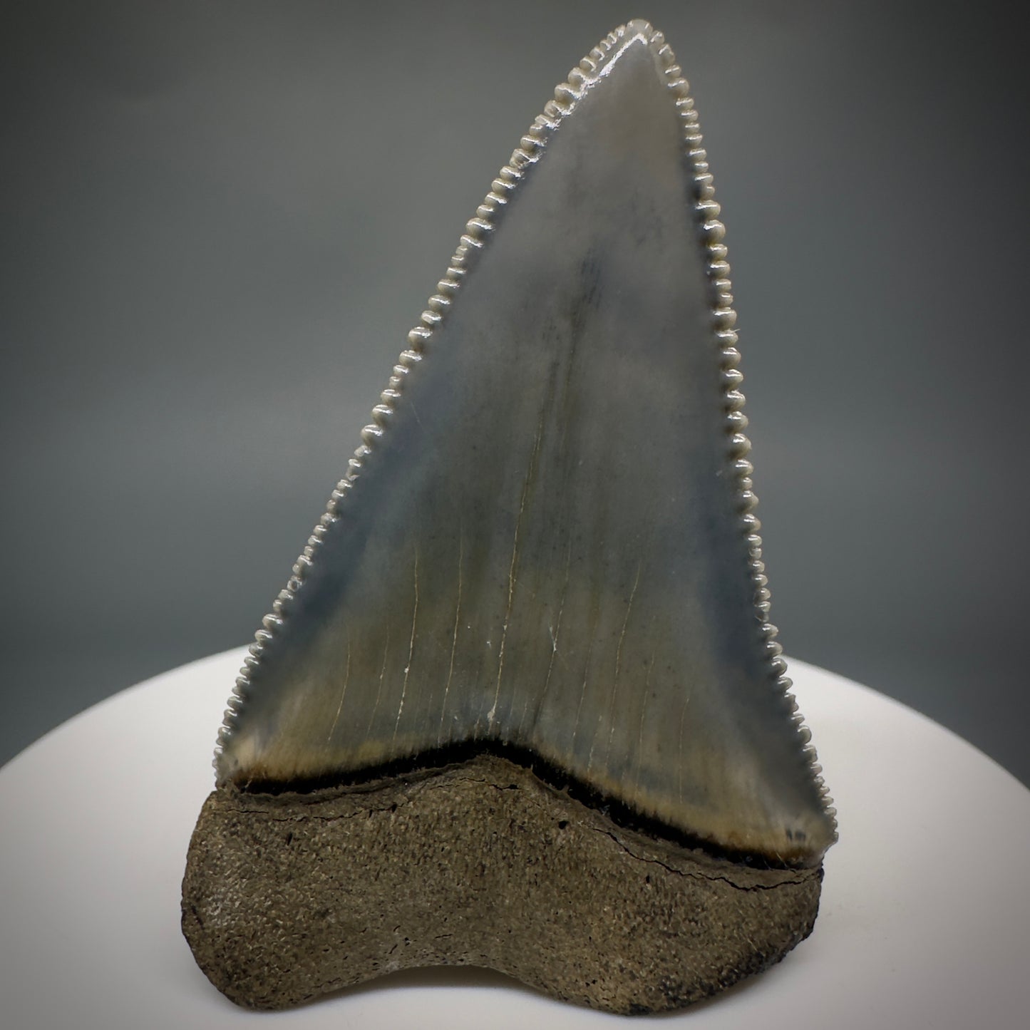 Colorful, sharply serrated 1.99" Fossil Great White Tooth from Sarasota, Florida GW1227 - Back 