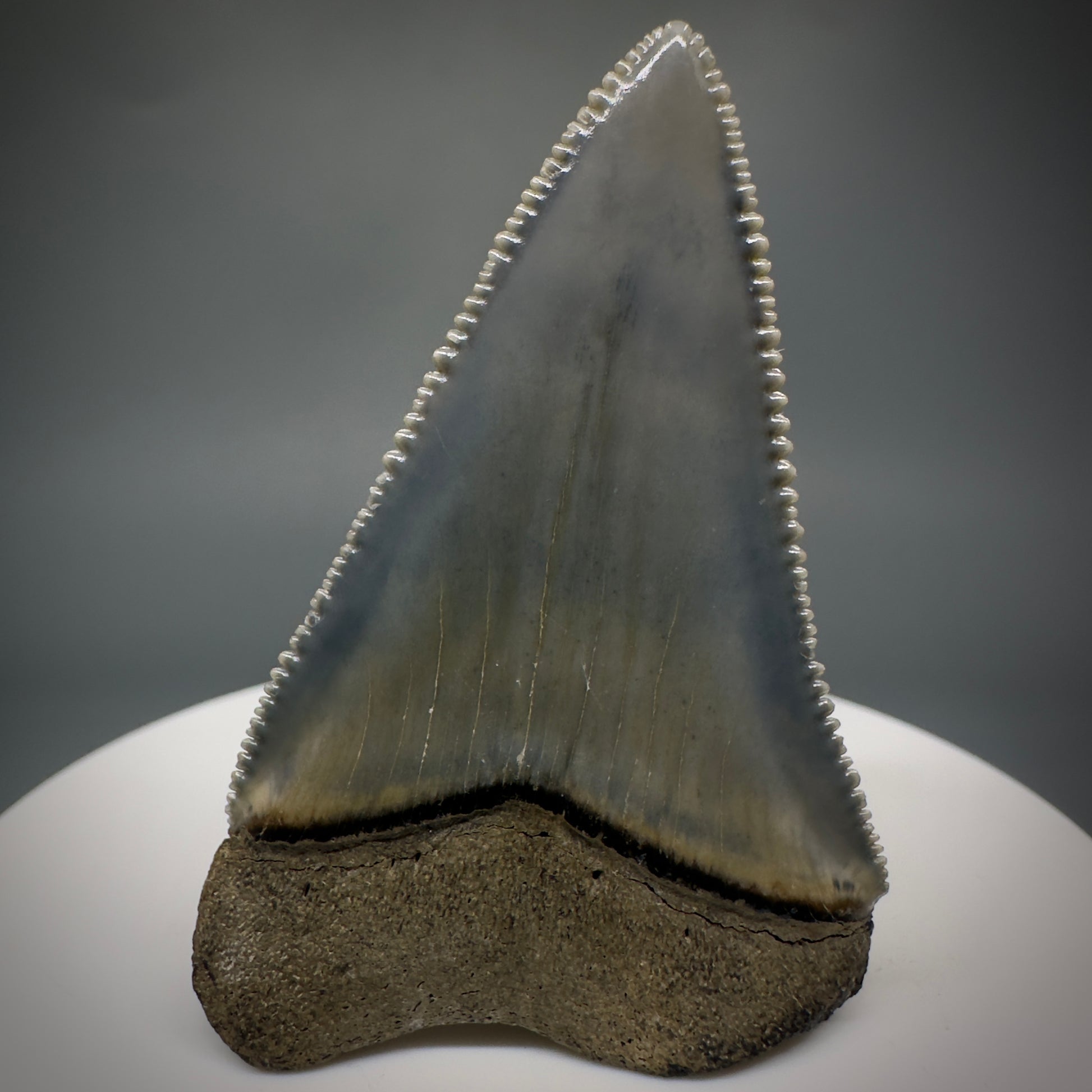 Colorful, sharply serrated 1.99" Fossil Great White Tooth from Sarasota, Florida GW1227 - Back 