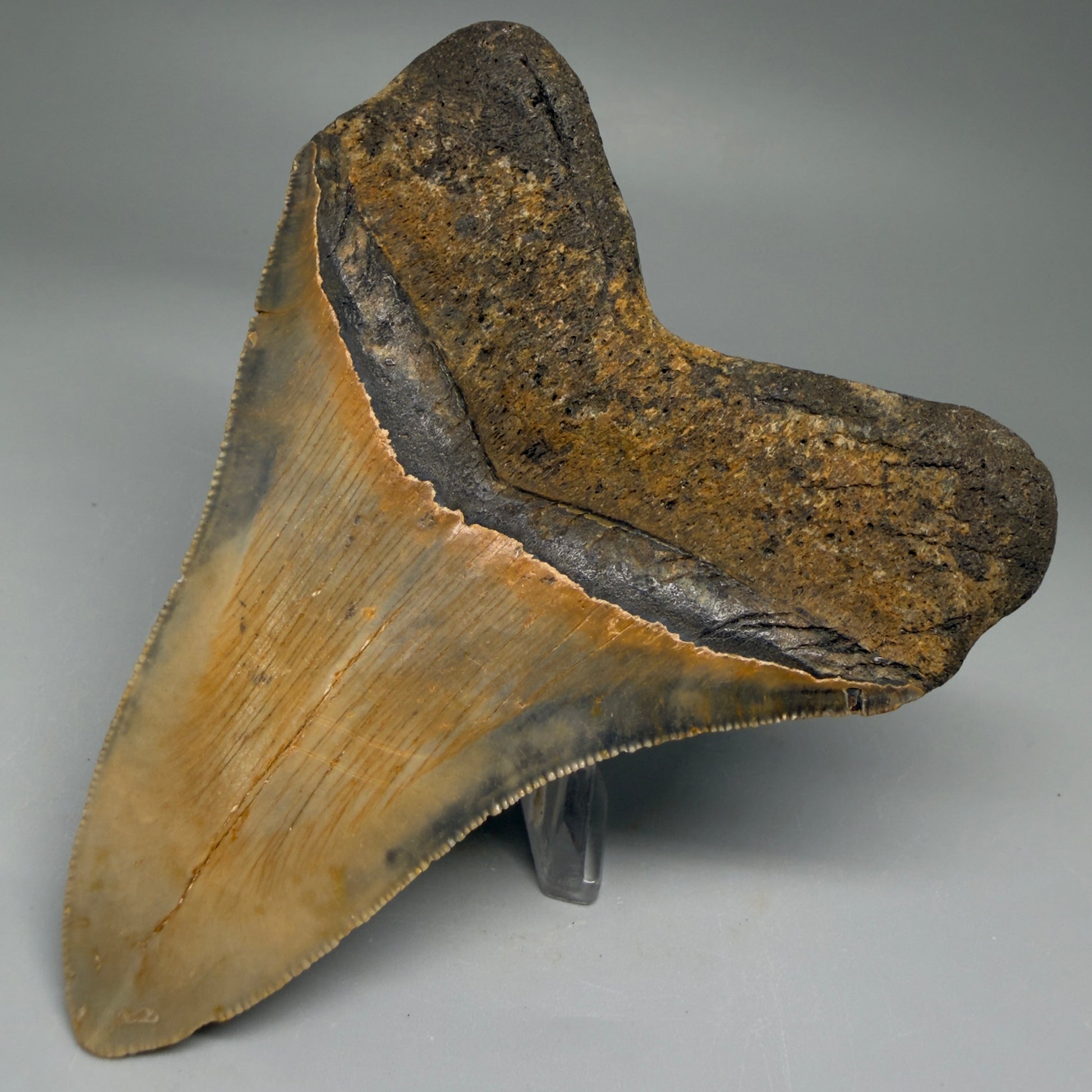 Back Right View Colorful 4.20" Authentic Megalodon Tooth – North Carolina Fossil | Carcharocles megalodon CM5741